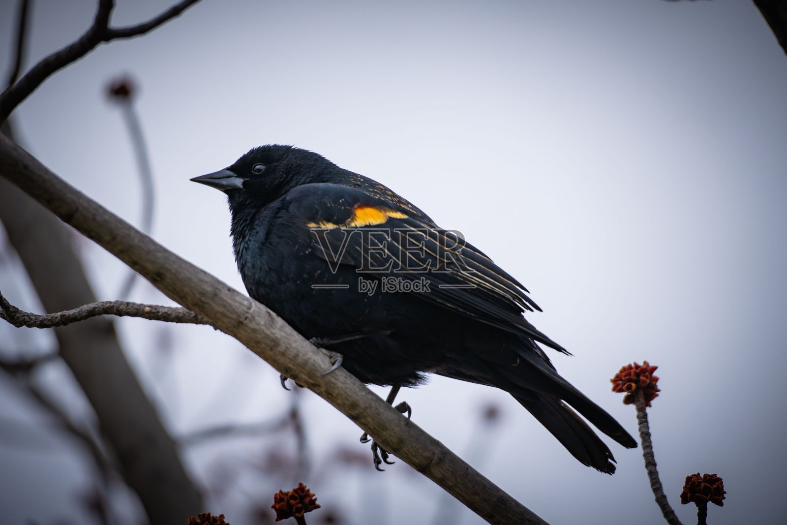 红翅黑鸟栖息在树枝上。照片摄影图片