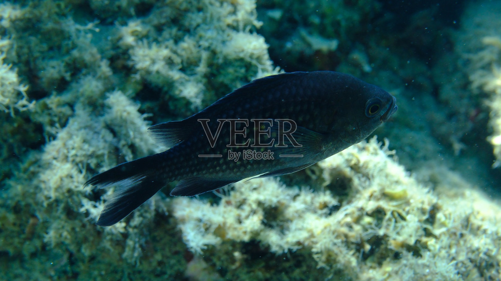 海洋中的小丑鱼或地中海蓝鱼(Chromis chromis),爱琴海照片摄影图片