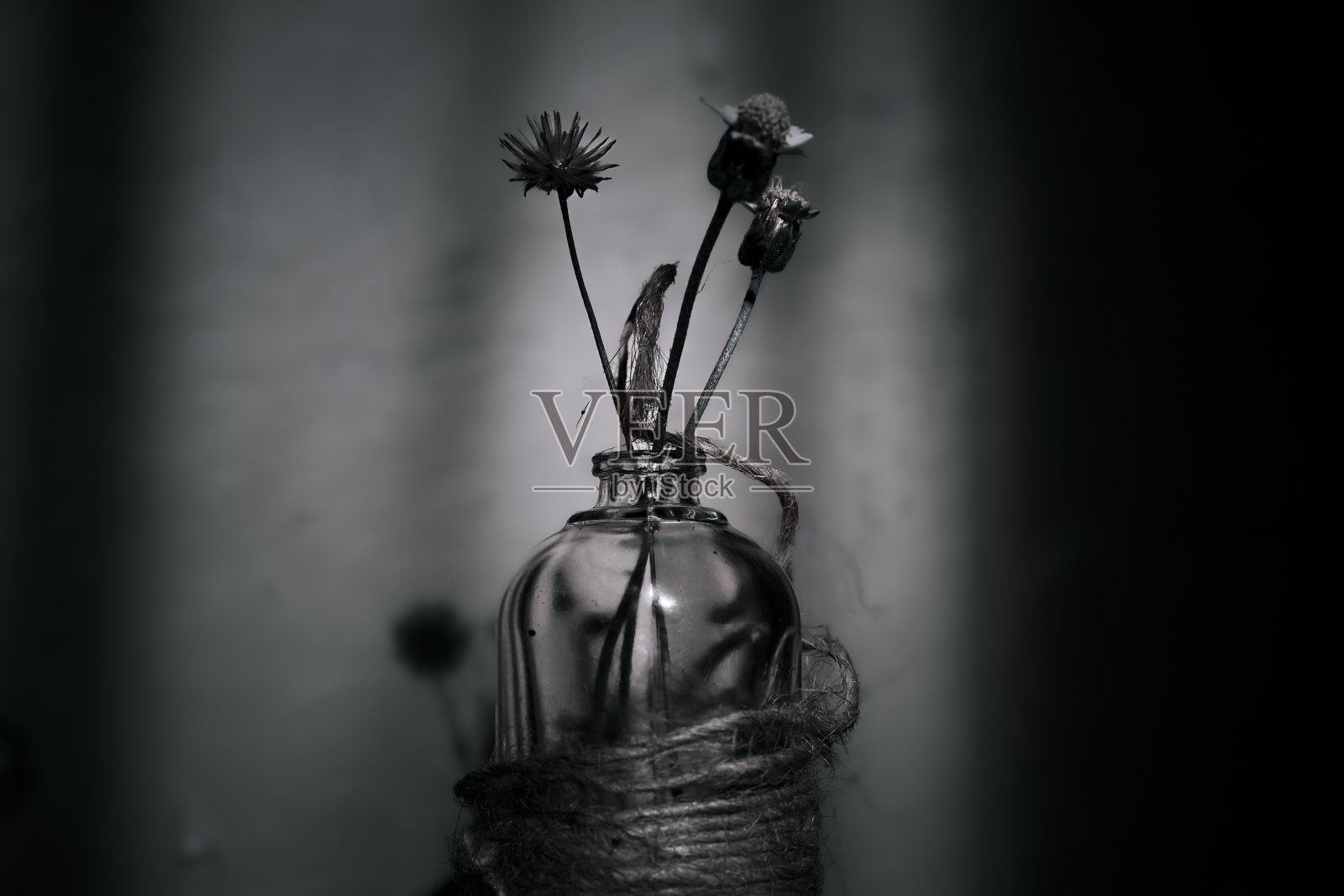 白花蛇舌草的花朵在玻璃瓶中照片摄影图片