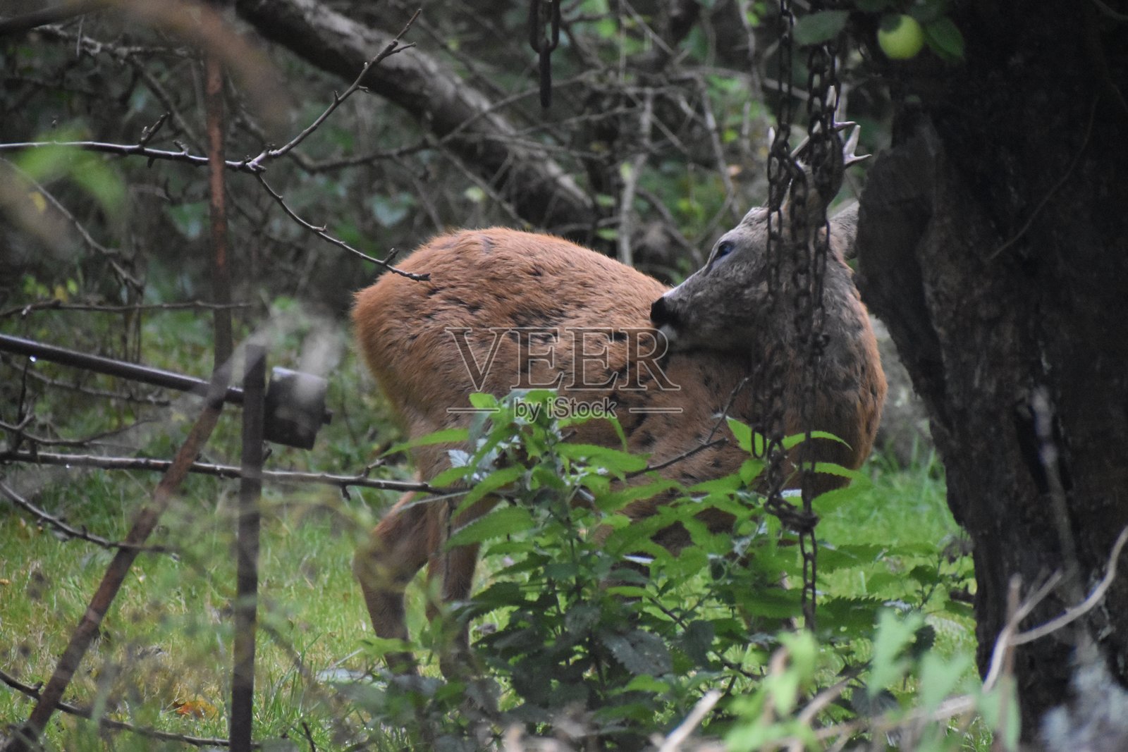 雄鹿在抓挠它的背部。照片摄影图片