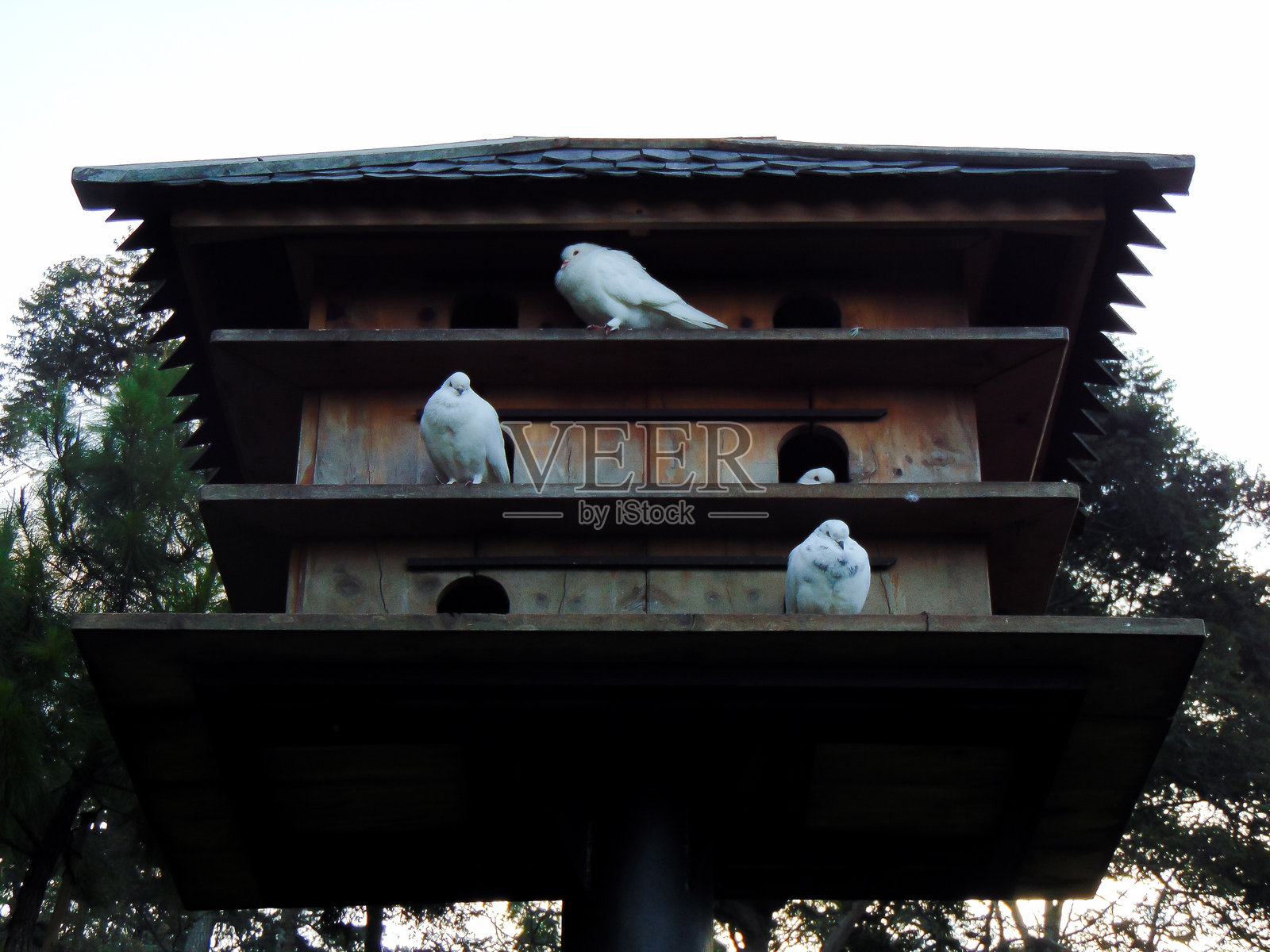 木鸽舍照片摄影图片