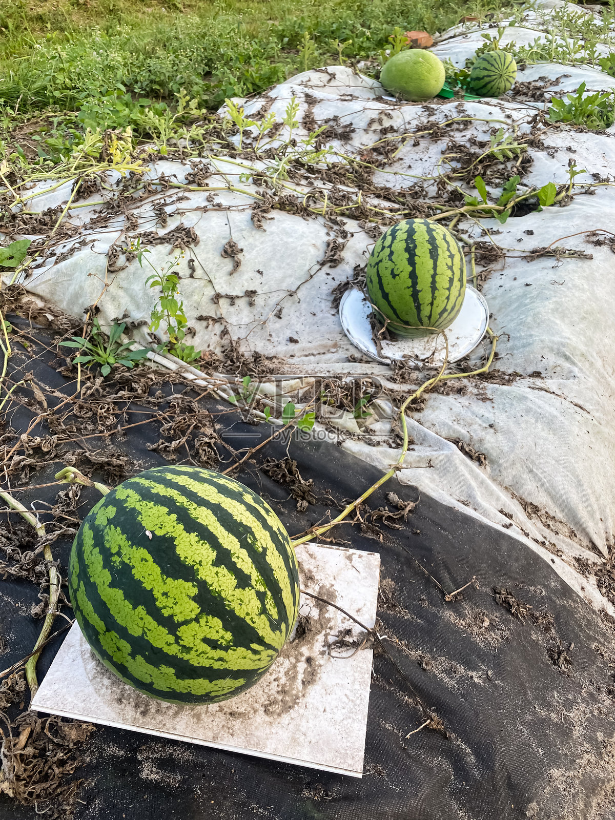 在花园里特写的大型有机条纹成熟西瓜放在床上照片摄影图片