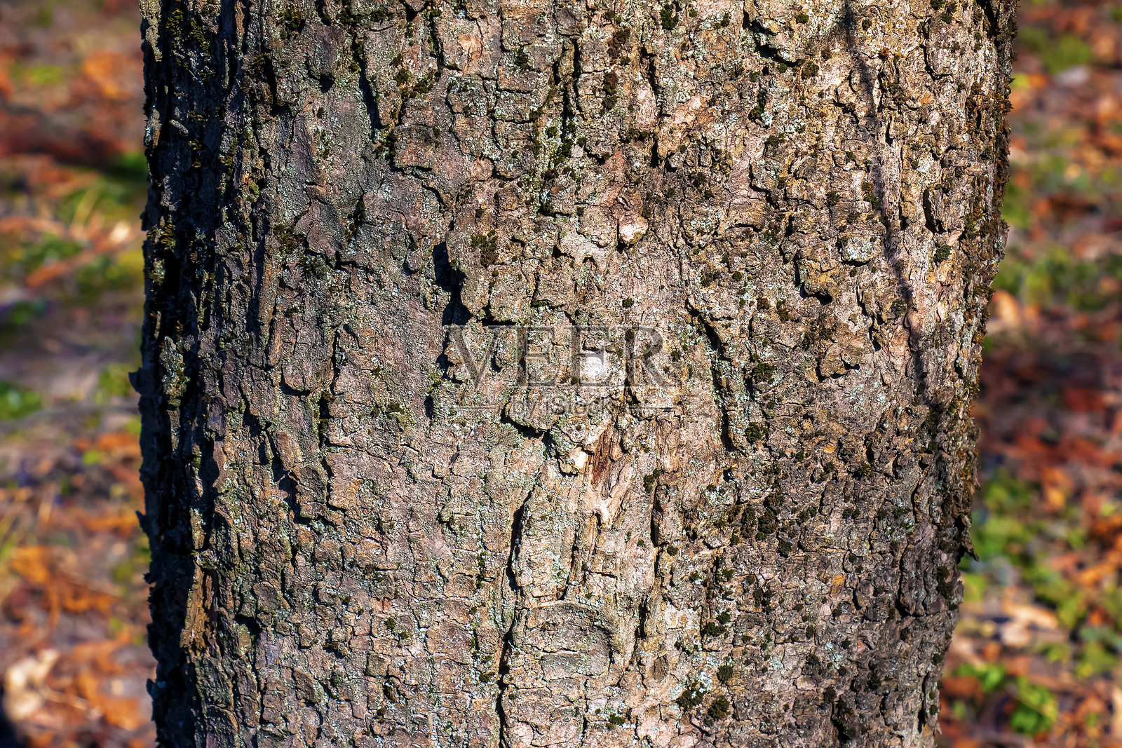 悬铃木树皮背景。白榆纹理图案供设计师使用。照片摄影图片