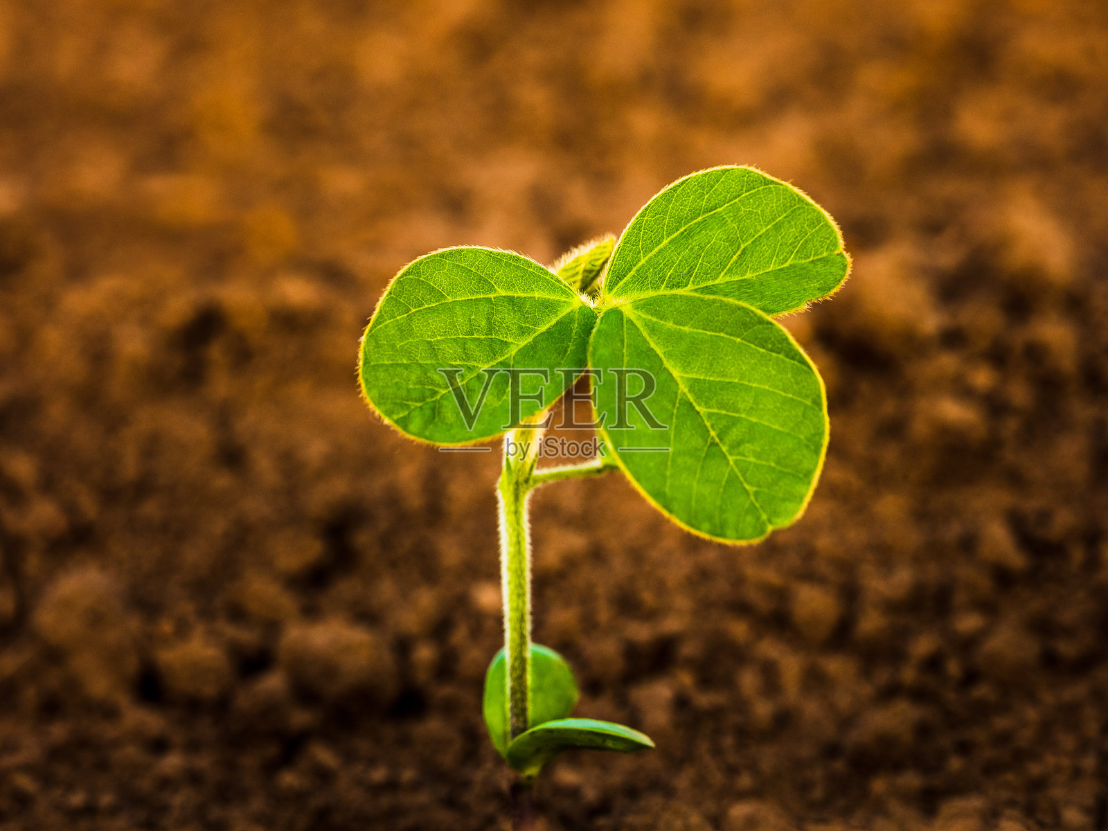 当地农场大豆植物的特写镜头照片摄影图片