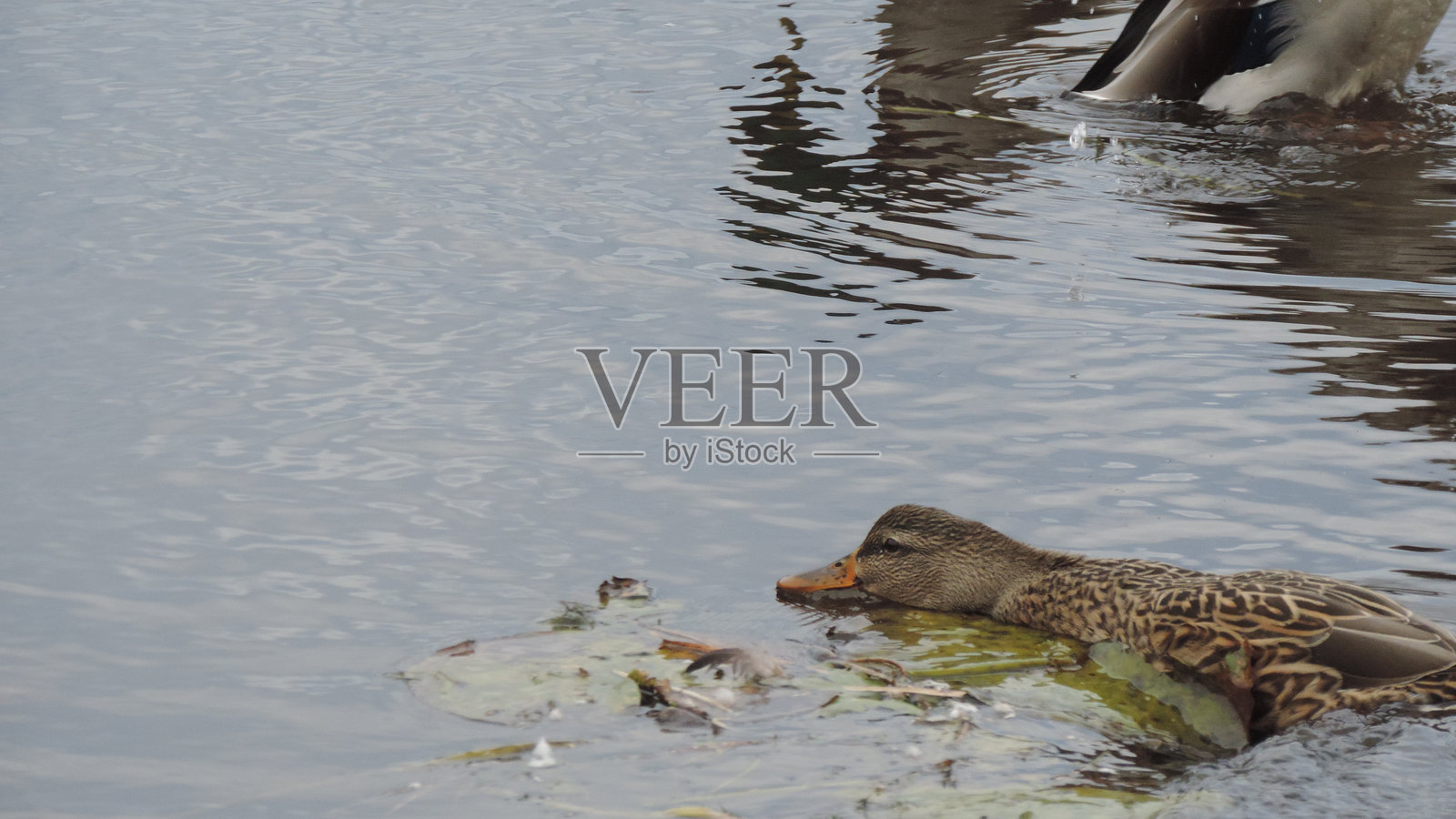 鸭子照片摄影图片