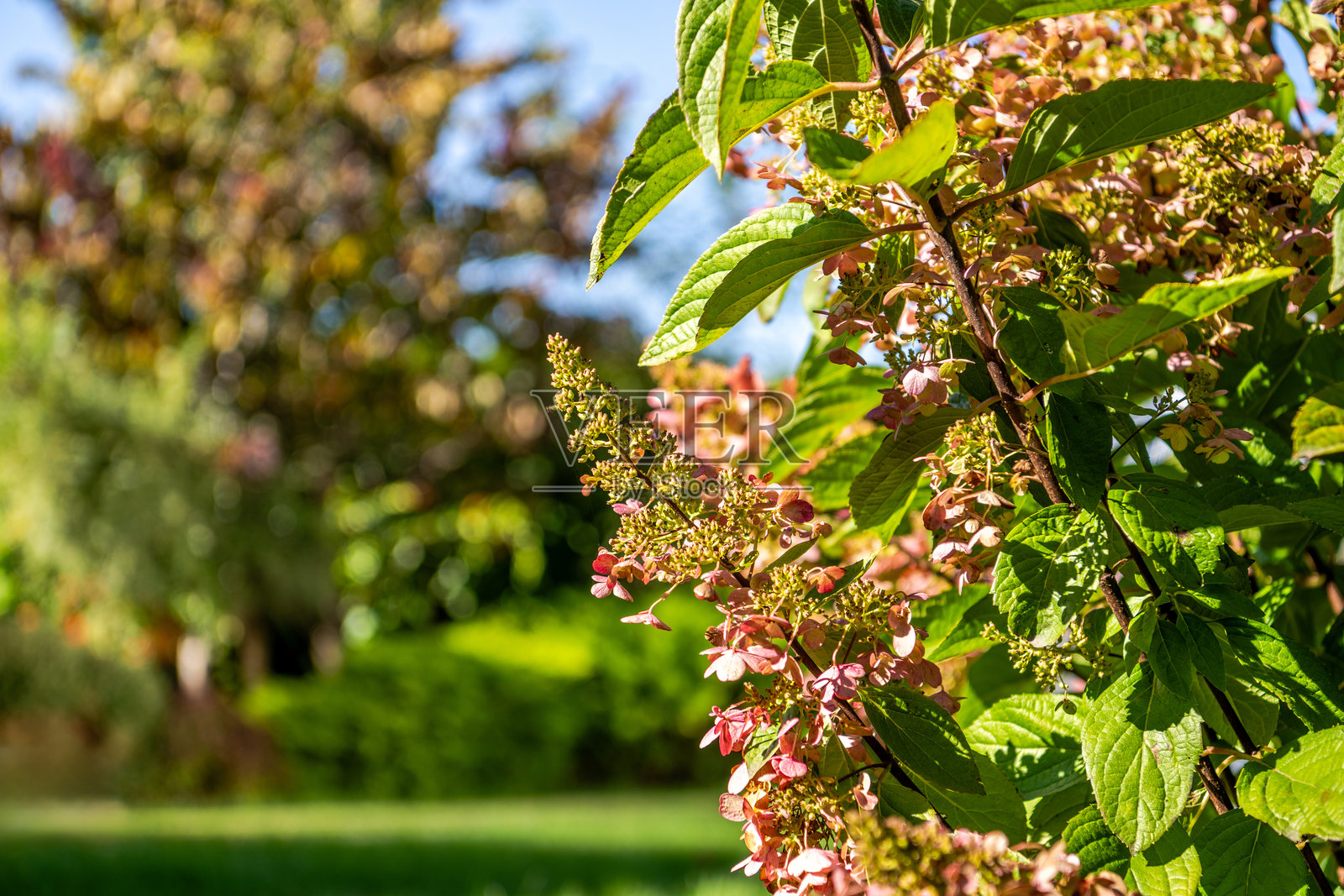 美丽的绣球花在阳光明媚的初秋午后绽放于生机勃勃的花园中照片摄影图片