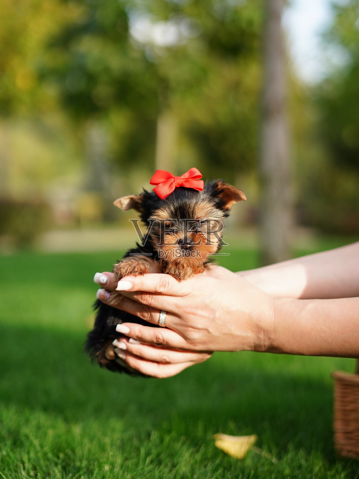 坐在绿色草地上的白色藤篮里的约克夏犬小狗。毛茸茸、可爱的狗狗看着镜头。家养宠物照片摄影图片