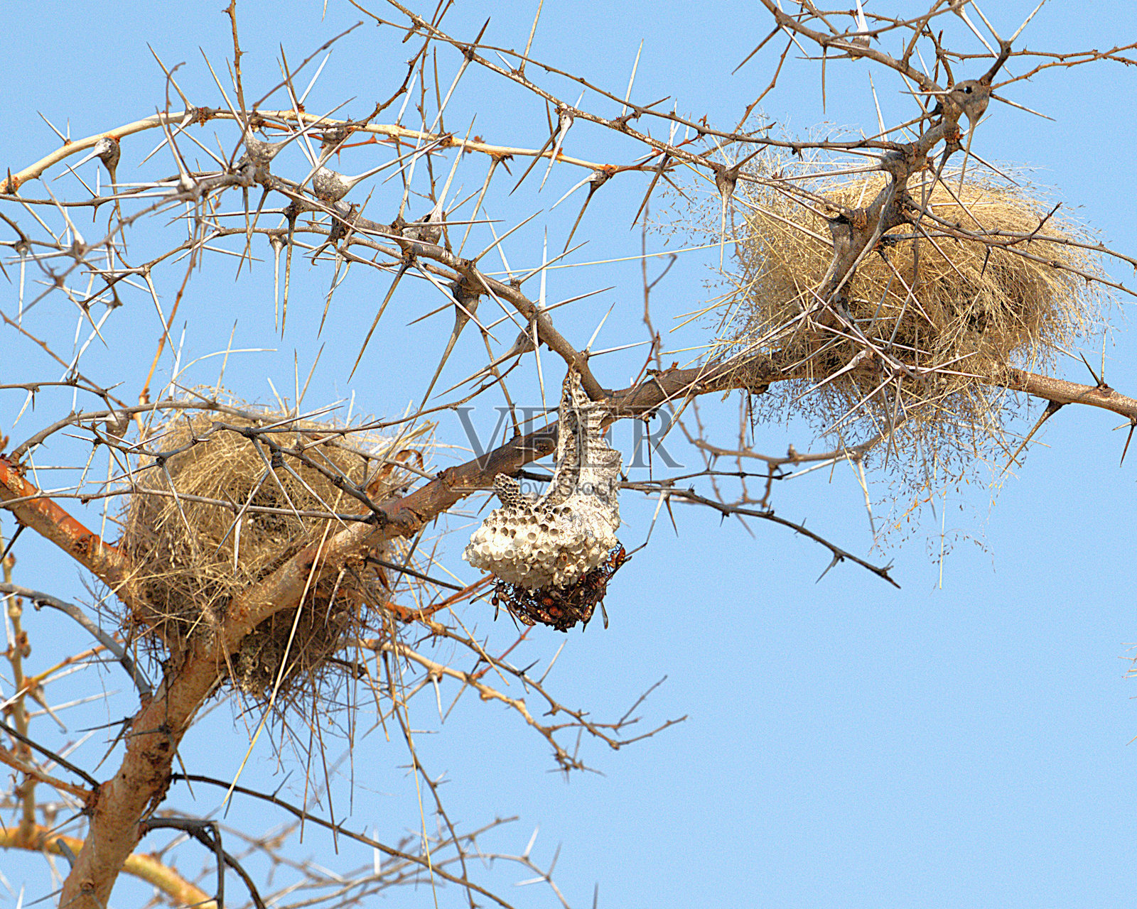 黄蜂巢和织巢照片摄影图片