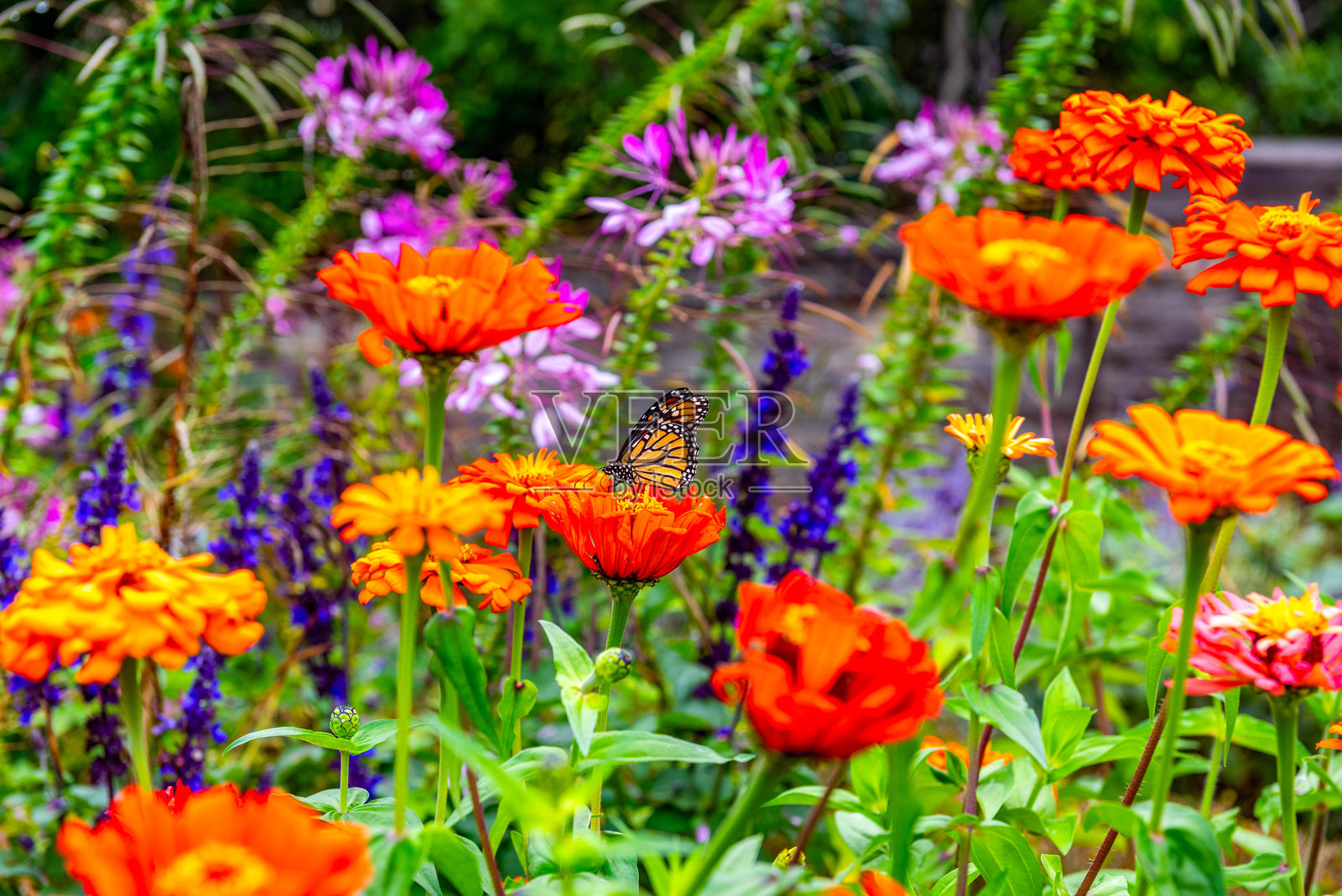 加拿大伯灵顿亨德里公园皇家植物园的花卉照片摄影图片