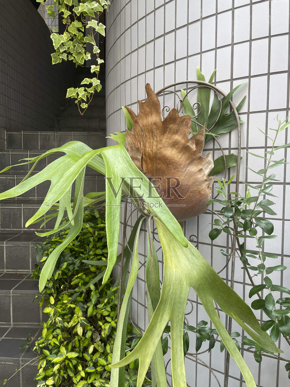 日本东京的花卉和植物照片摄影图片