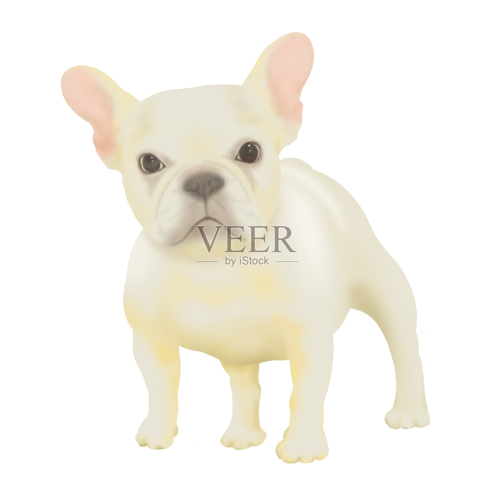 法国斗牛犬照片摄影图片