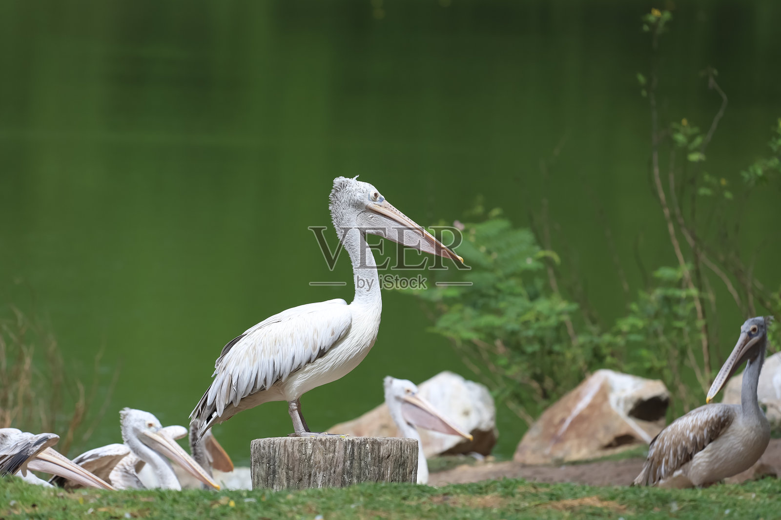 泰国花园里的大白鹈鹕鸟照片摄影图片