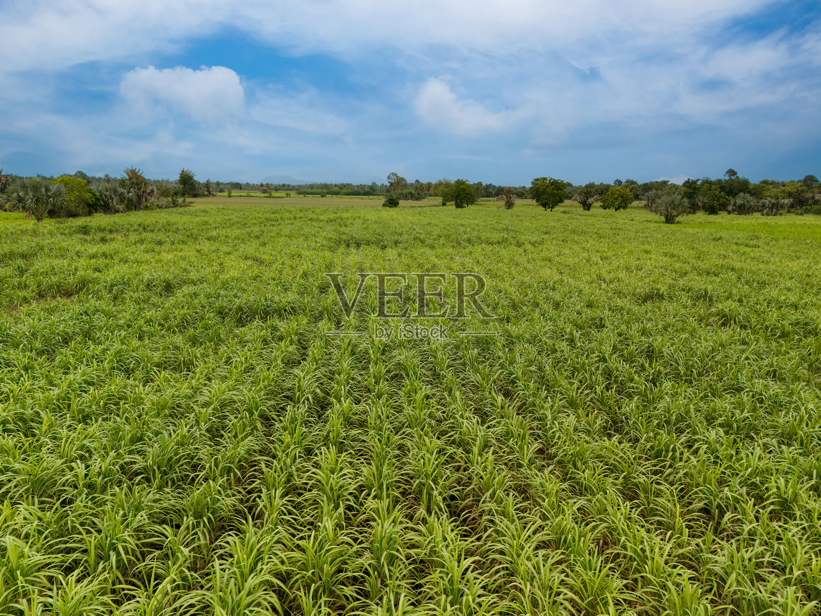 甘蔗农场。空中视角的甘蔗田。甘蔗的无人机照片。蓝天白云下的甘蔗田。甘蔗或农业的鸟瞰图。照片摄影图片