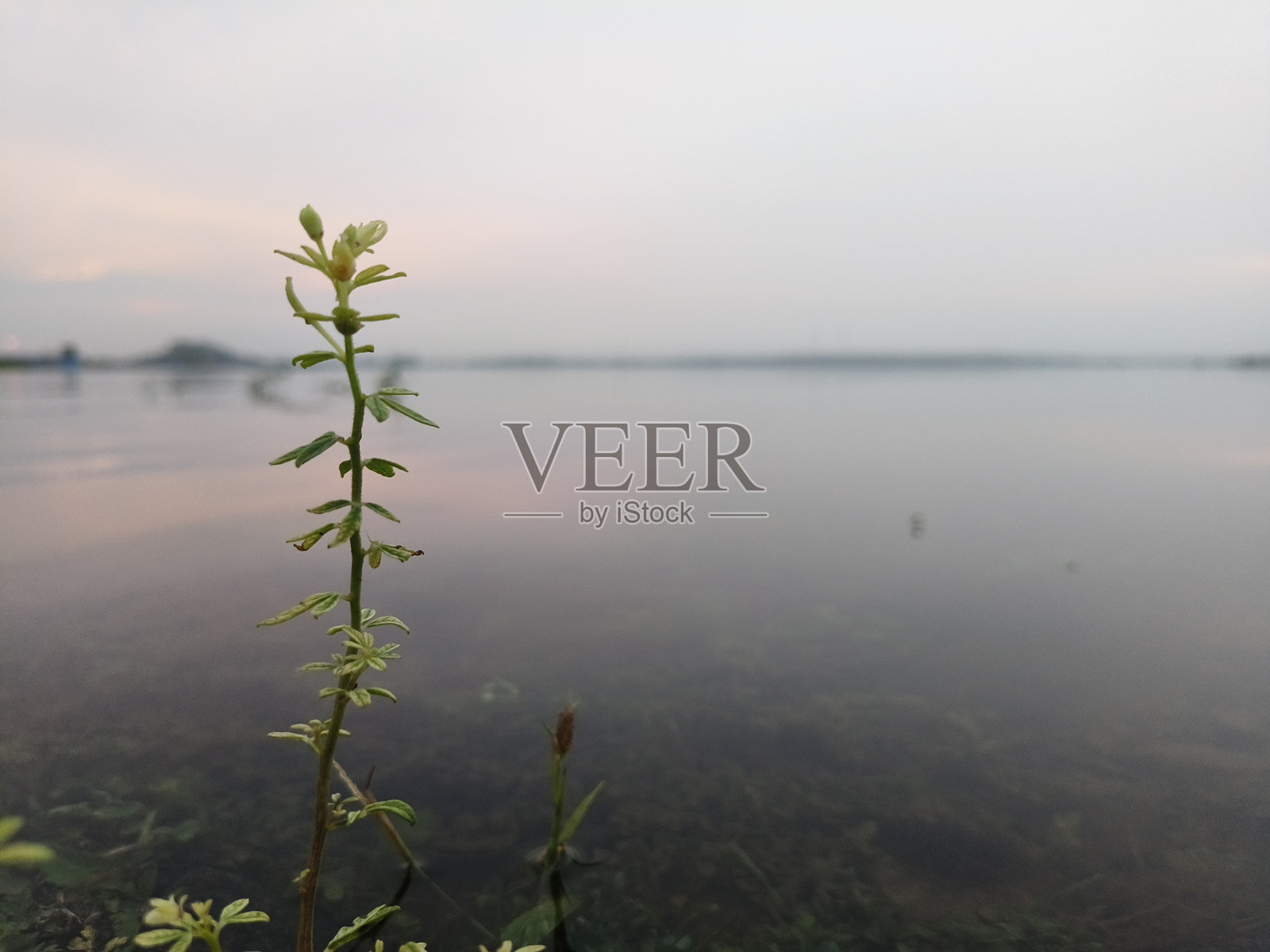 一株植物照片摄影图片