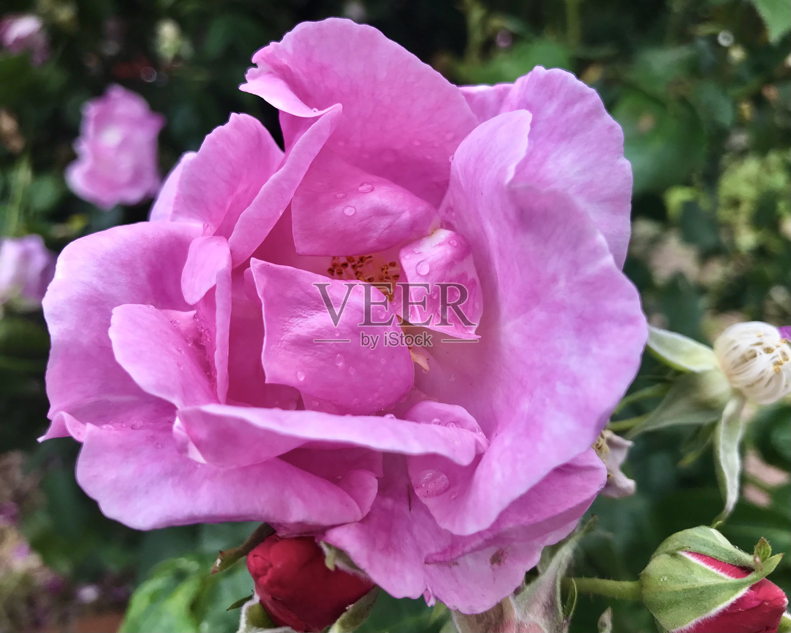 鲜艳的深粉色玫瑰特写宏观摄影,盛开着重叠的花瓣和未绽放的红色花蕾。照片摄影图片