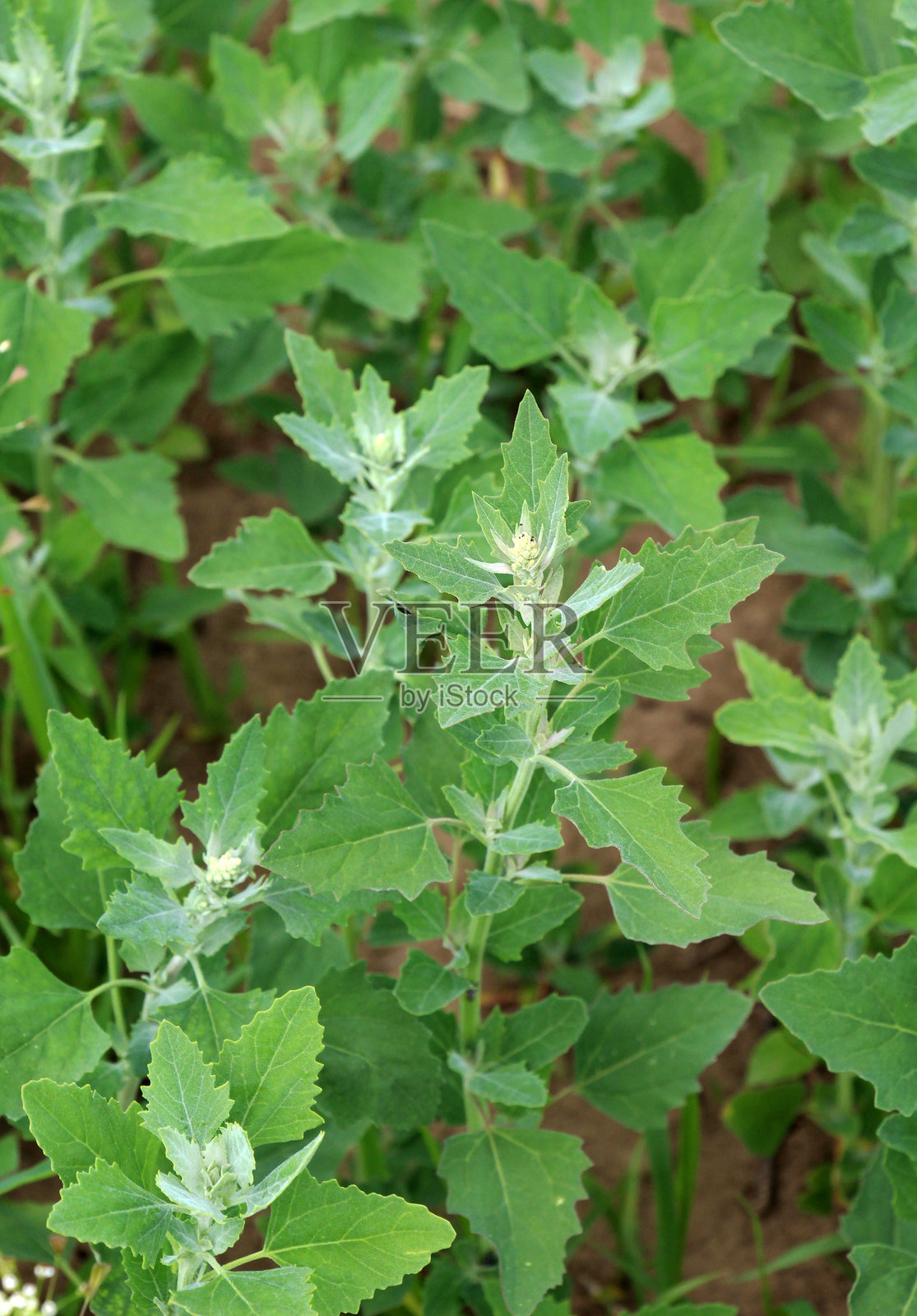 白鹅掌草(Chenopodium album)在自然中生长照片摄影图片