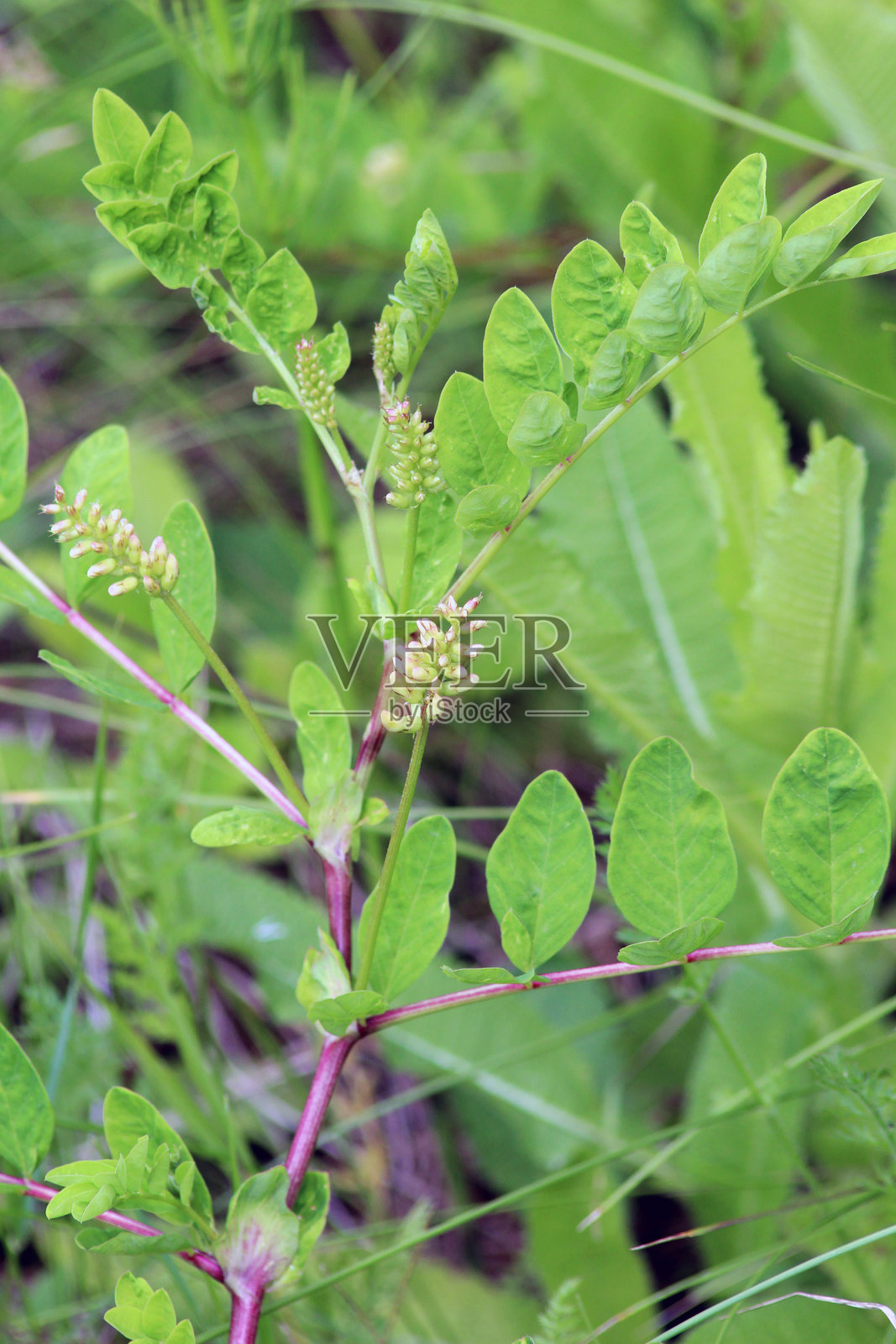 黄芪(Astragalus glycyphyllos)在自然中生长照片摄影图片