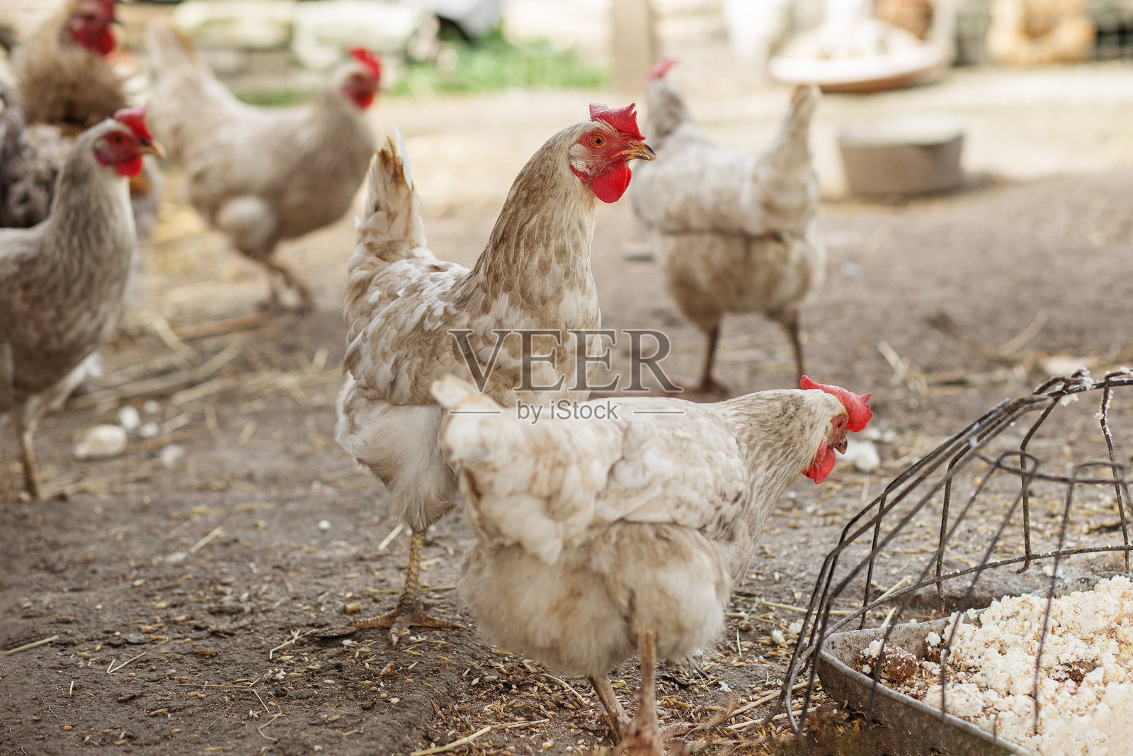 农场院子里喂食的白色母鸡。农业。照片摄影图片
