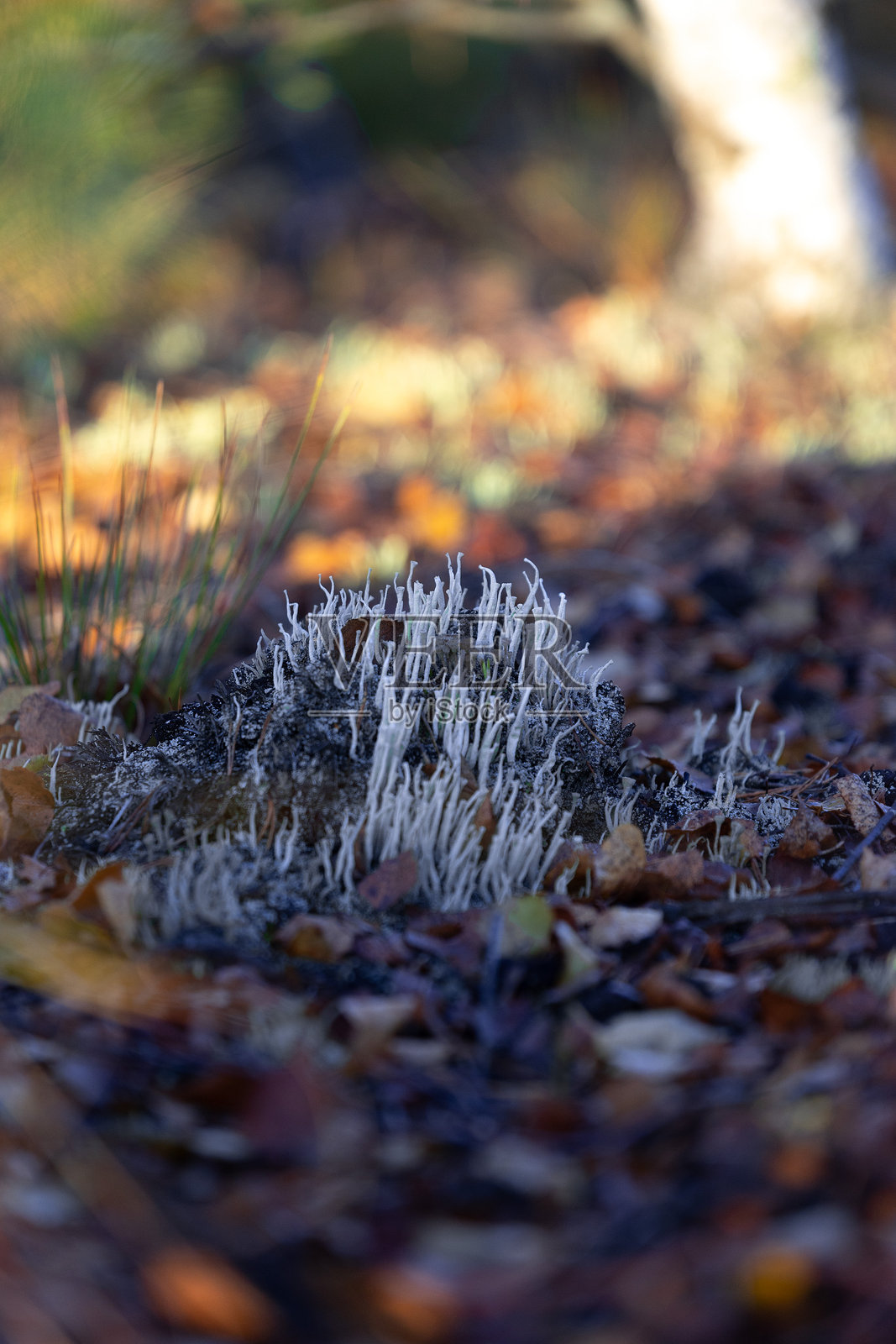 拉脱维亚湿地的秋季早晨景色中,生长着美丽的小地衣。照片摄影图片