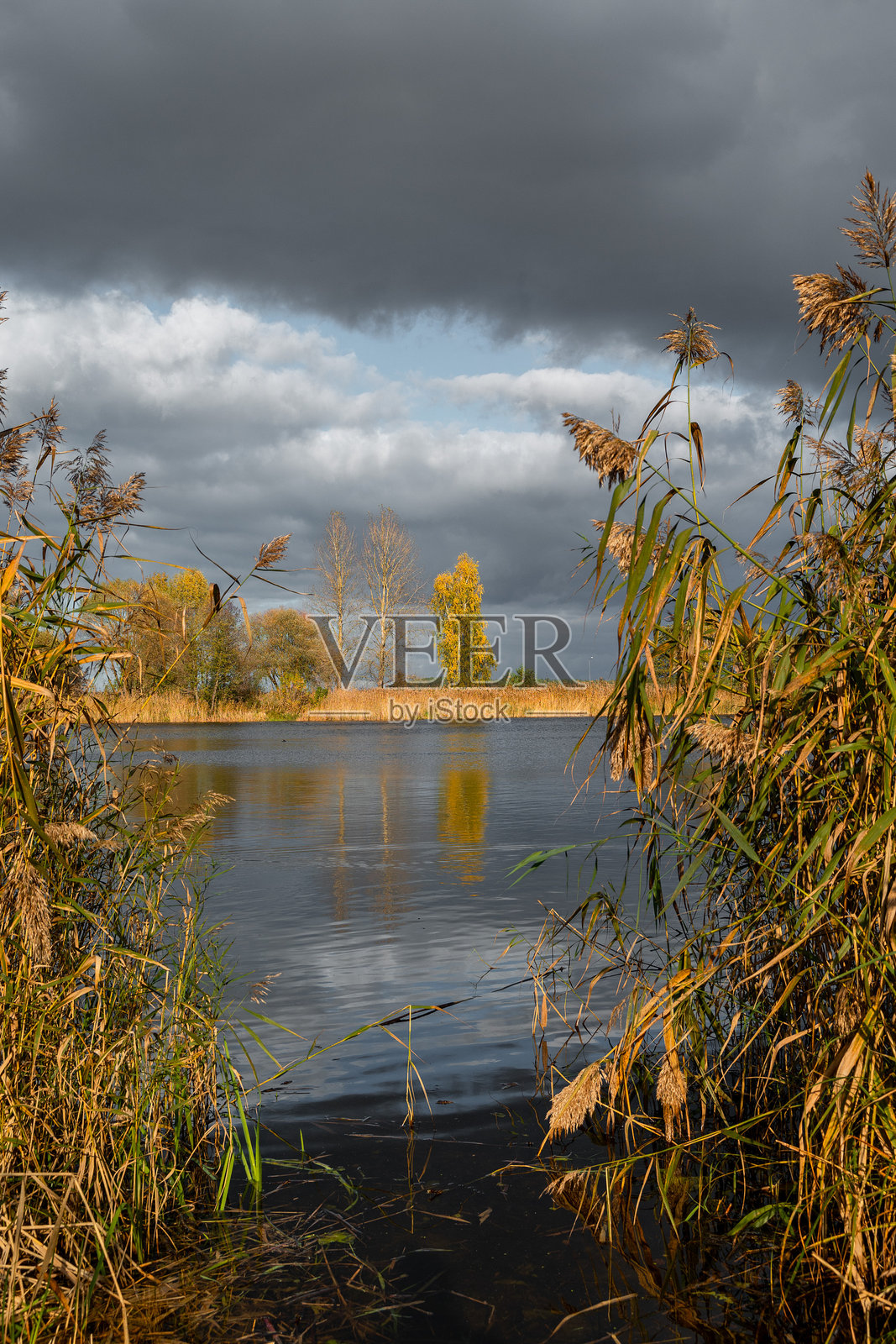 拉脱维亚湖边生长着芦苇的美丽阳光秋日。照片摄影图片