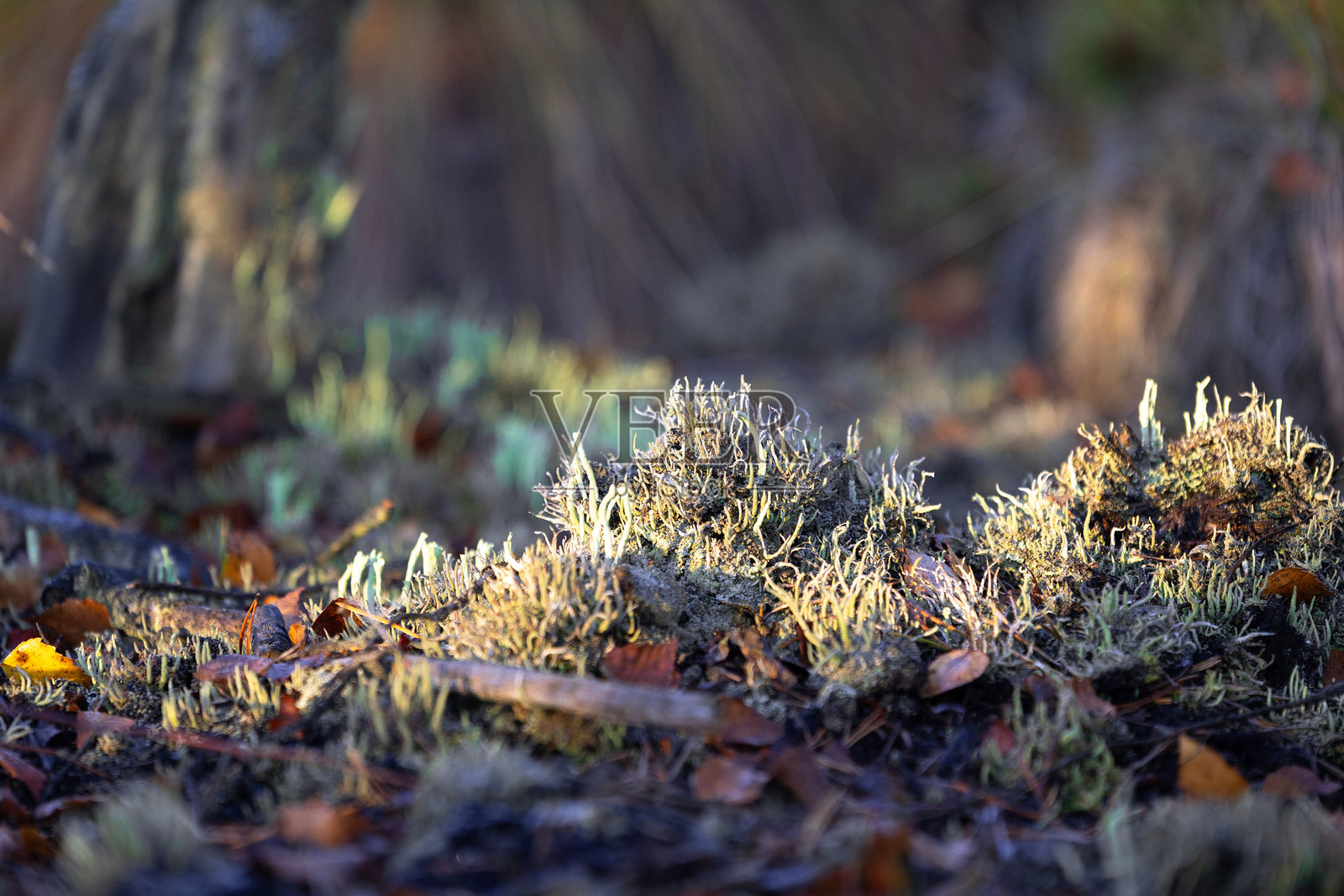拉脱维亚湿地的秋季早晨景色,生长着美丽的小地衣。照片摄影图片