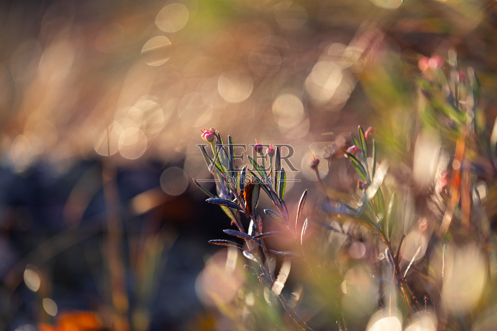 美丽的粉色仙女座花在秋天的早晨。拉脱维亚的秋季沼泽。照片摄影图片