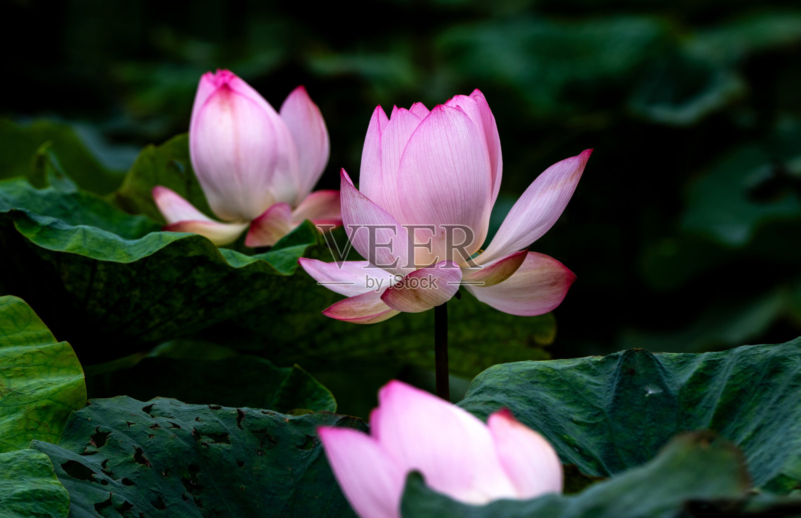 优雅的图案设计,展示了莲花和睡莲叶子照片摄影图片