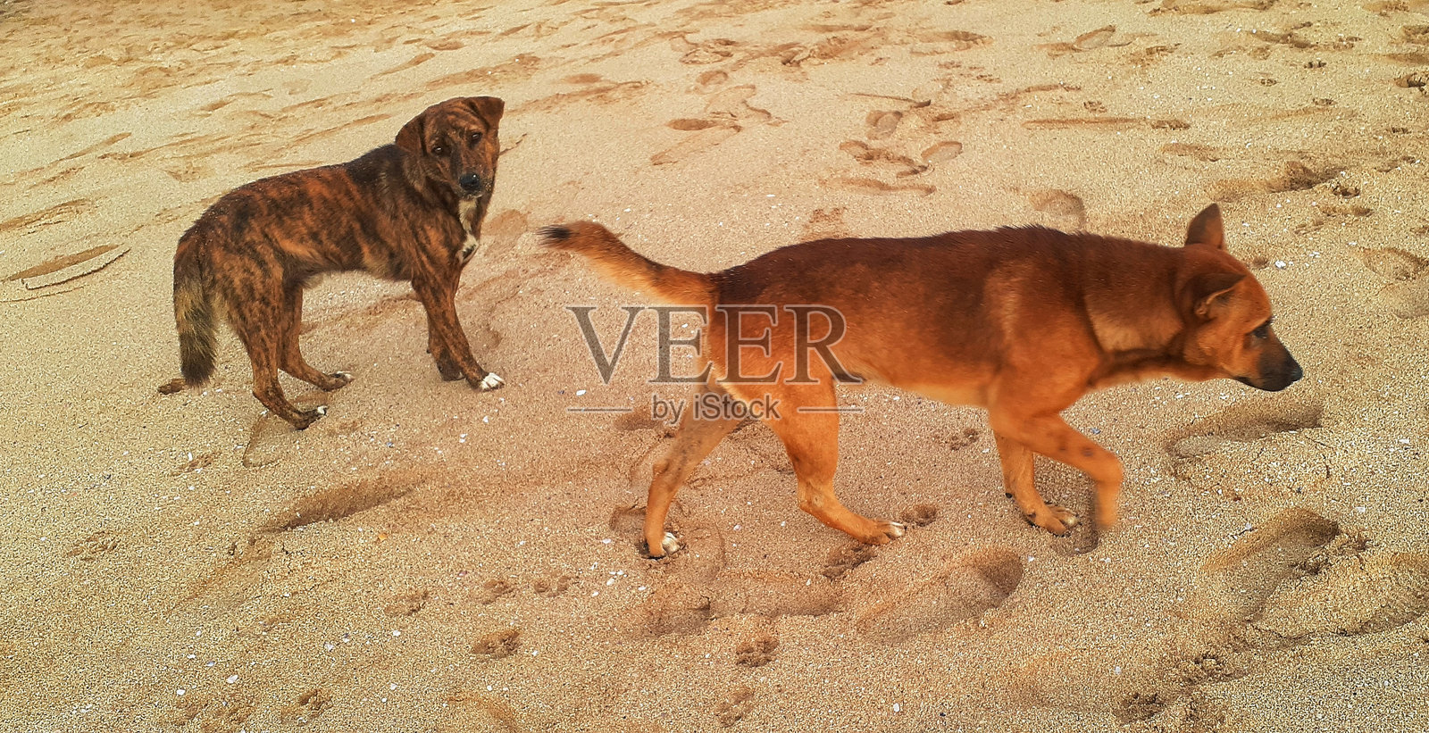 海滩上的狗狗照片摄影图片