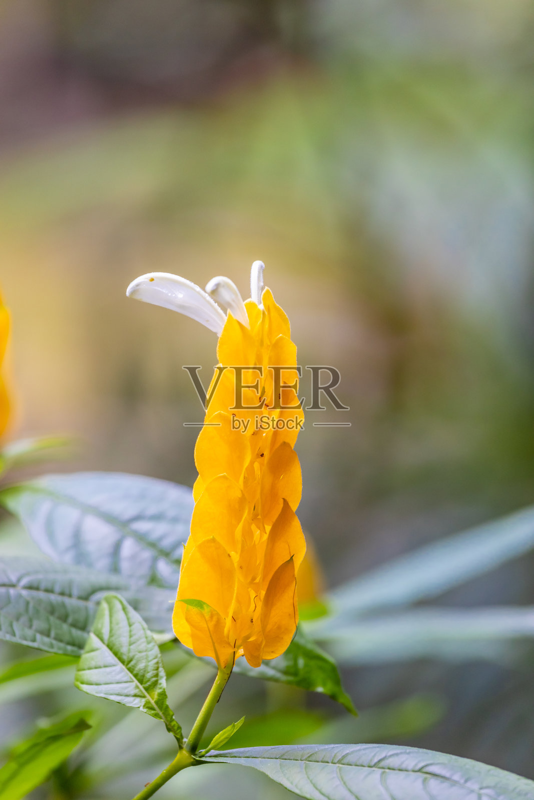 热带花卉在花园中。五彩缤纷的花朵盛开。照片摄影图片