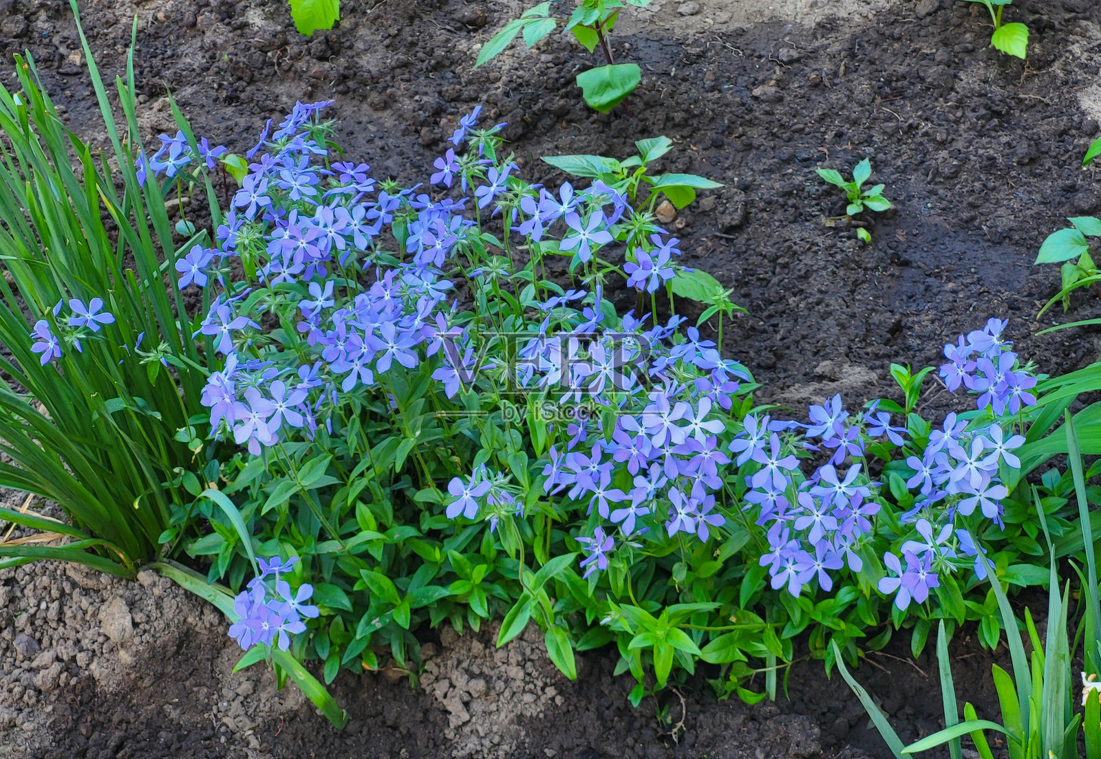 城市花坛中盛开的紫丁香石竹。照片摄影图片