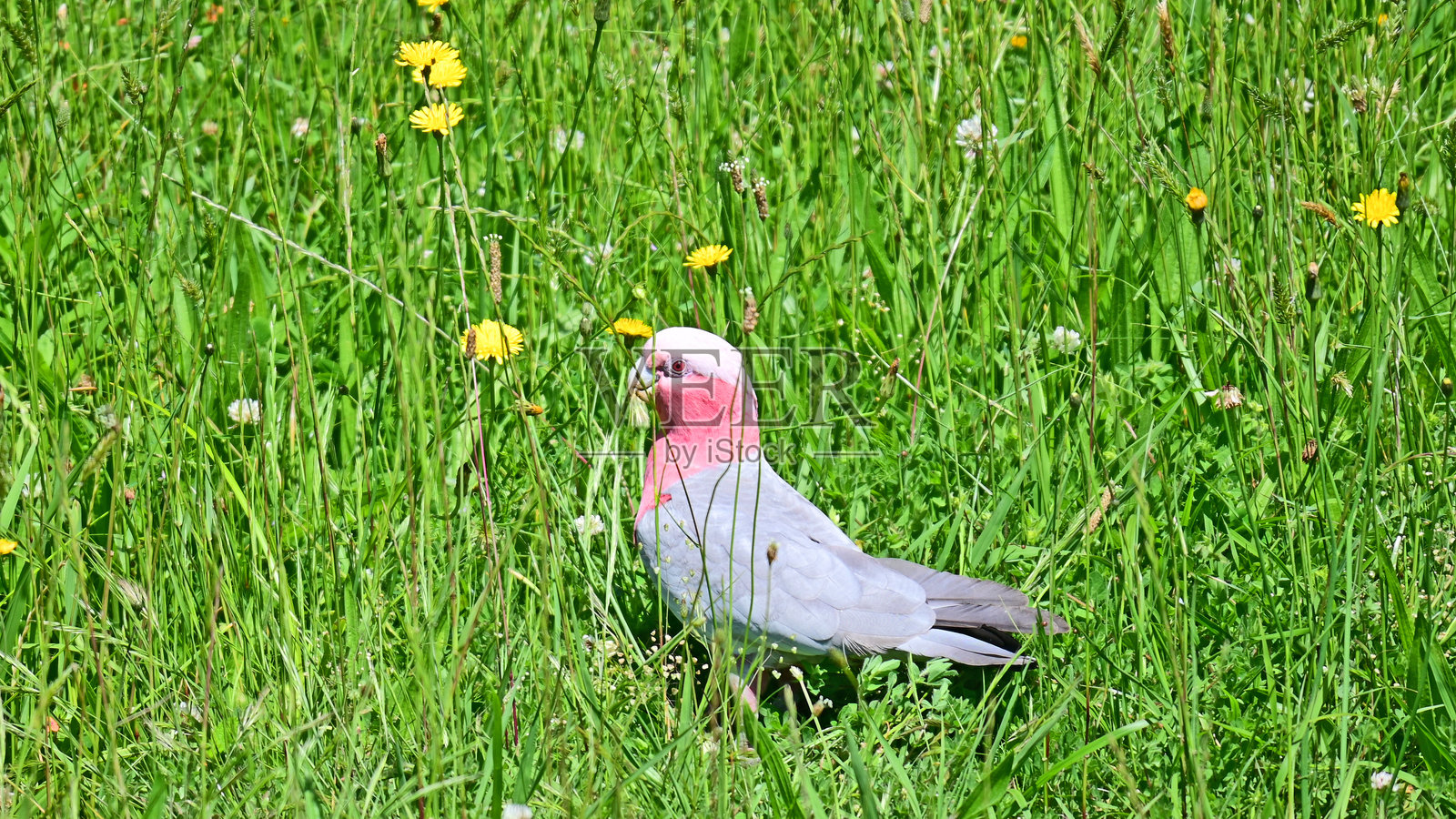 草地上的鹦鹉照片摄影图片