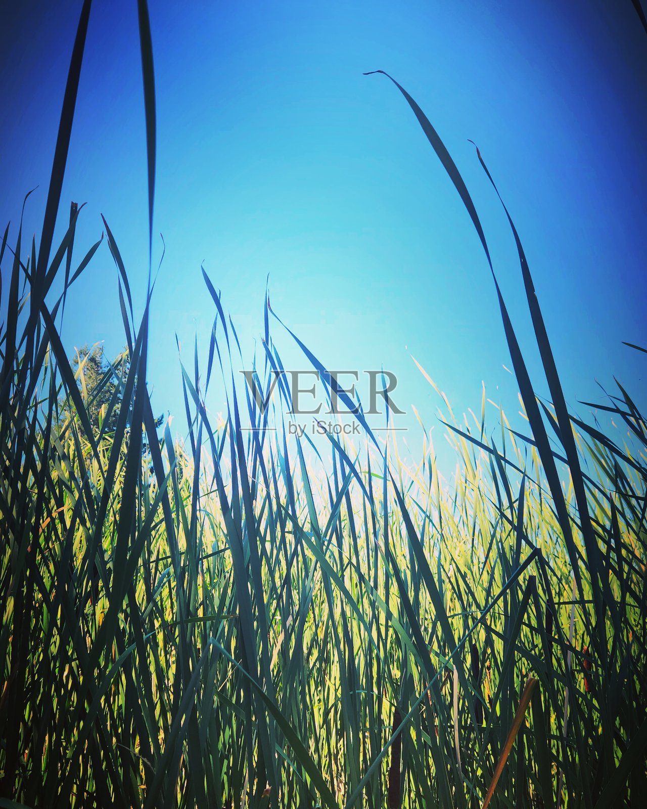 被芦苇环绕照片摄影图片