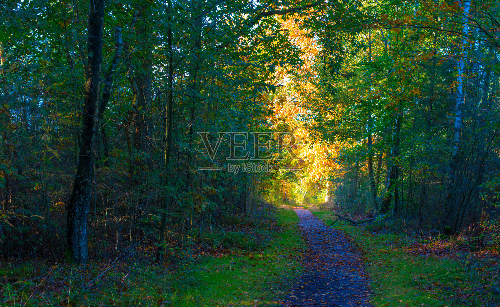 阳光明媚的森林,秋天的树叶色彩斑斓照片摄影图片