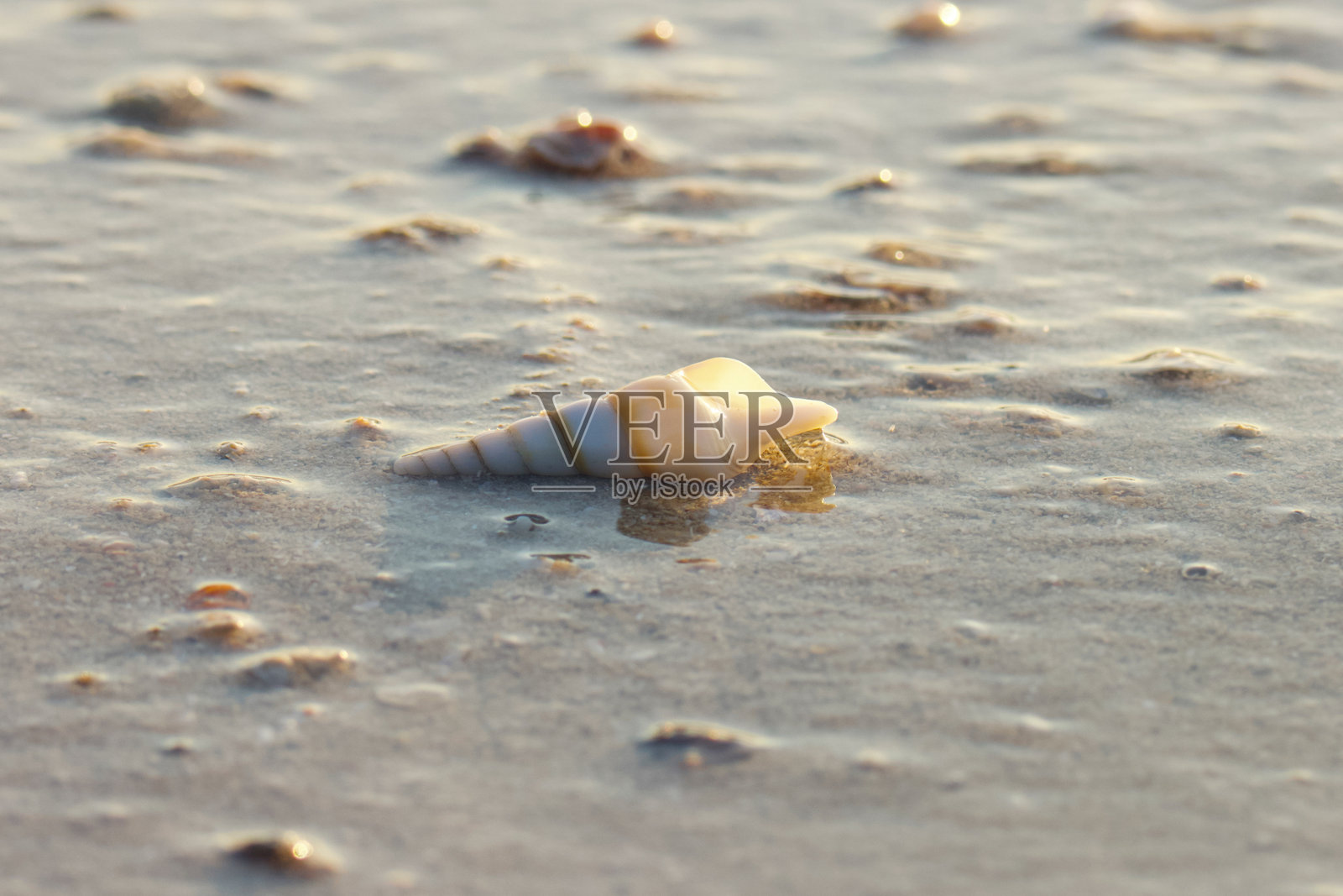 海滩上的贝壳。选择性对焦。照片摄影图片