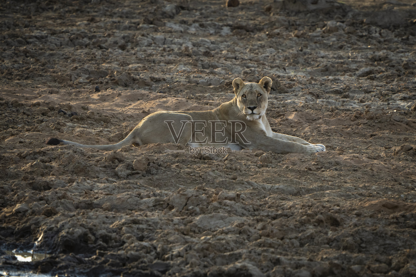 一只母狮躺在地上,敏锐的眼睛扫描周围寻找潜在的猎物。照片摄影图片
