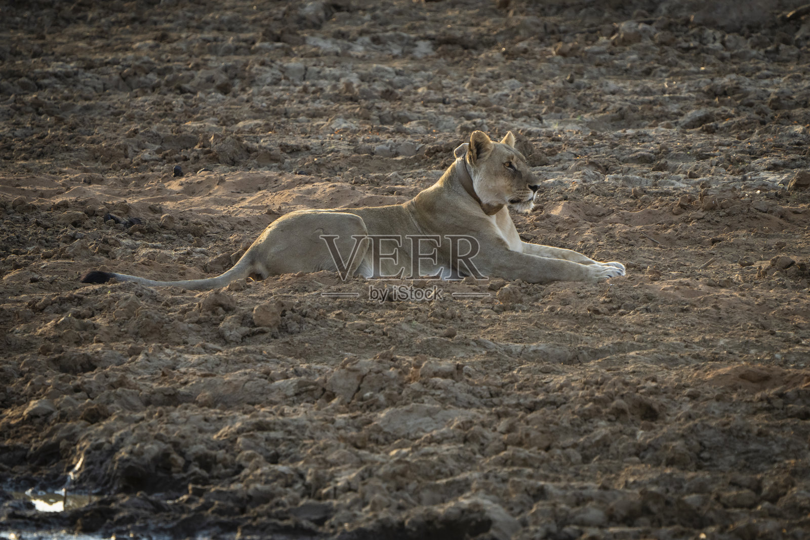 一只母狮躺在地上,敏锐的眼睛扫视周围寻找潜在的猎物。照片摄影图片