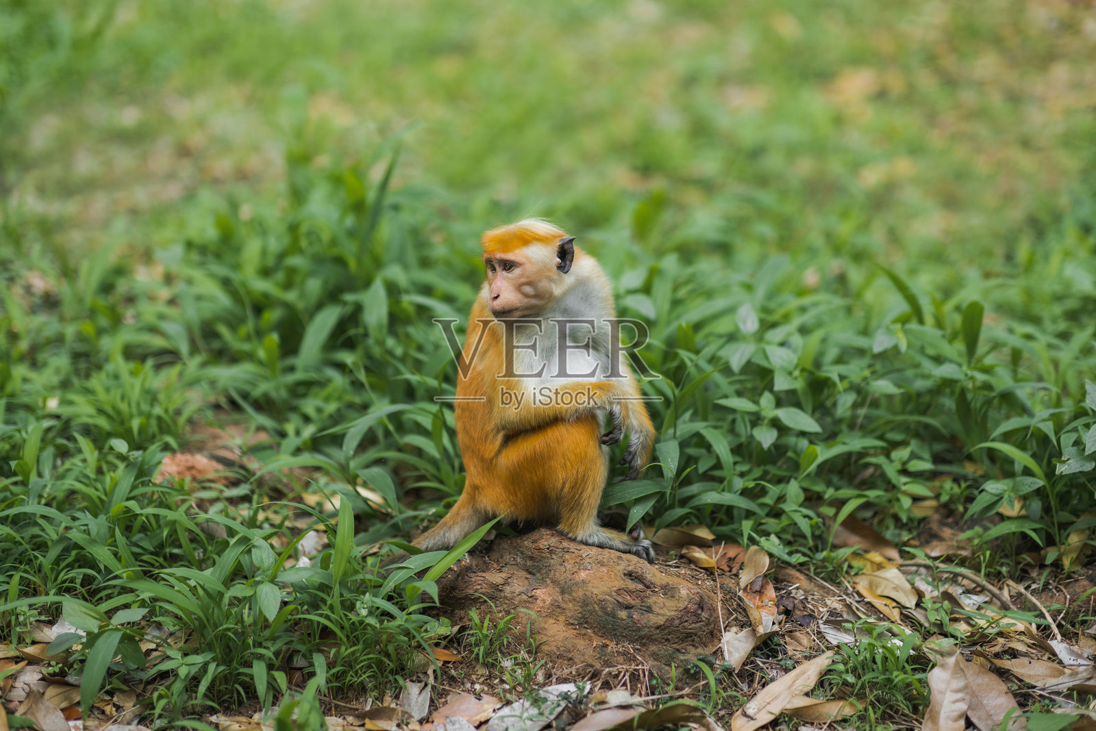 佩拉德尼亚皇家植物园草地上的托克猕猴照片摄影图片