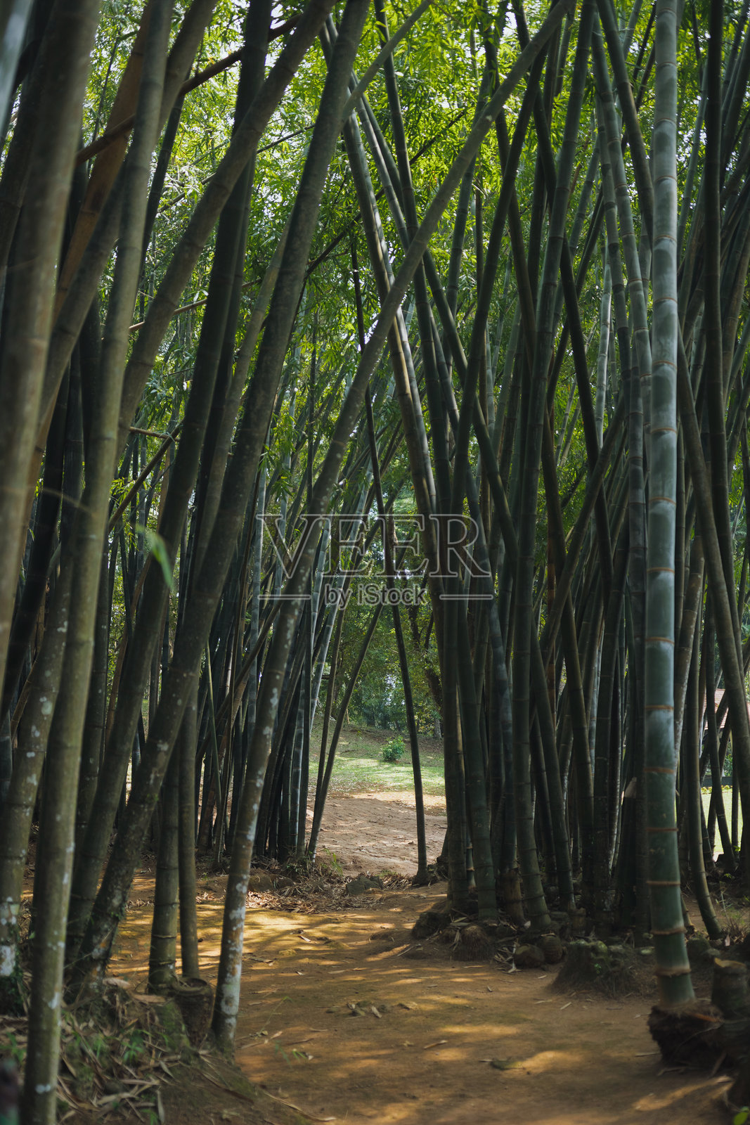 佩拉德尼亚皇家植物园中高耸竹林的小径照片摄影图片