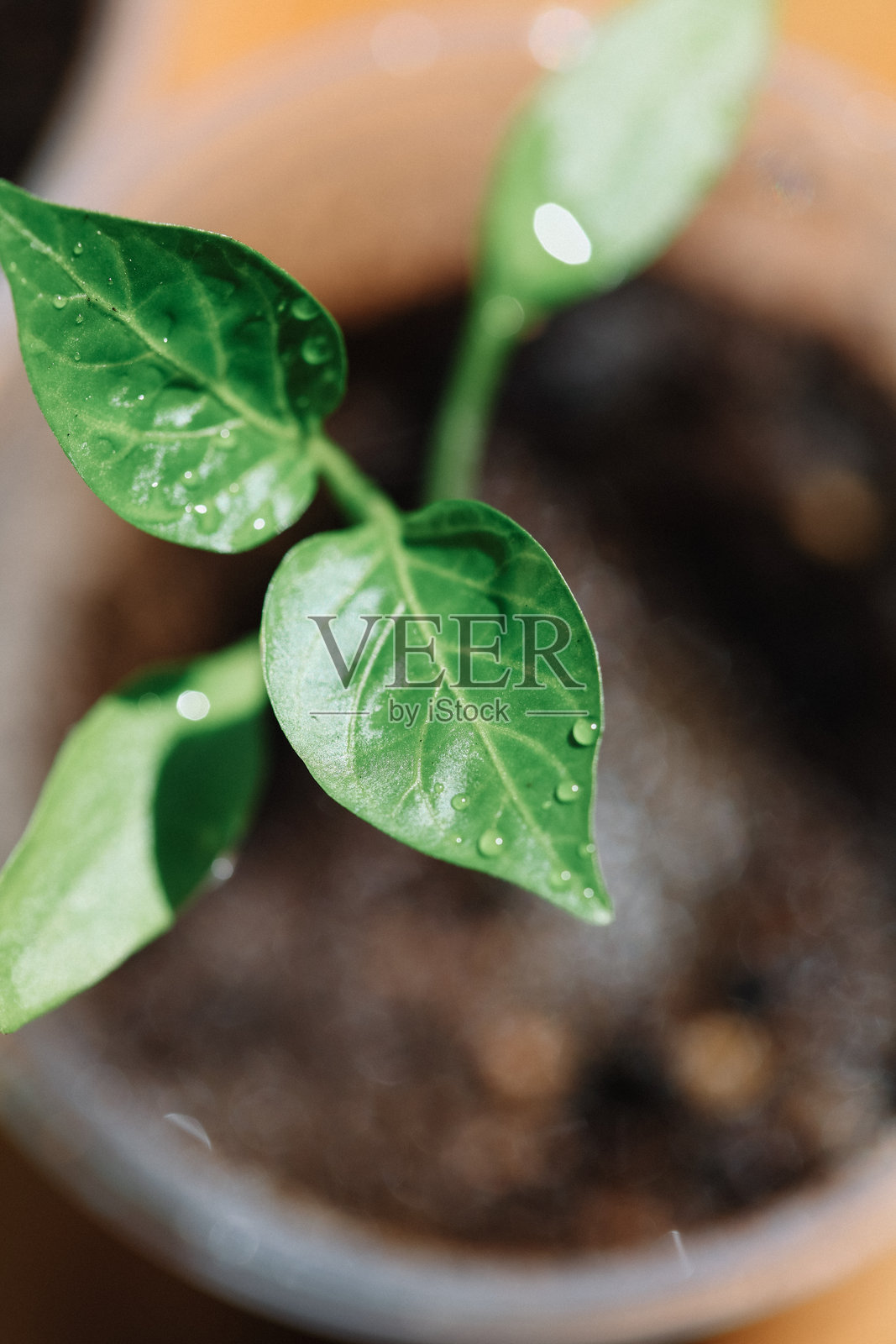 湿润植物叶子的特写照片摄影图片