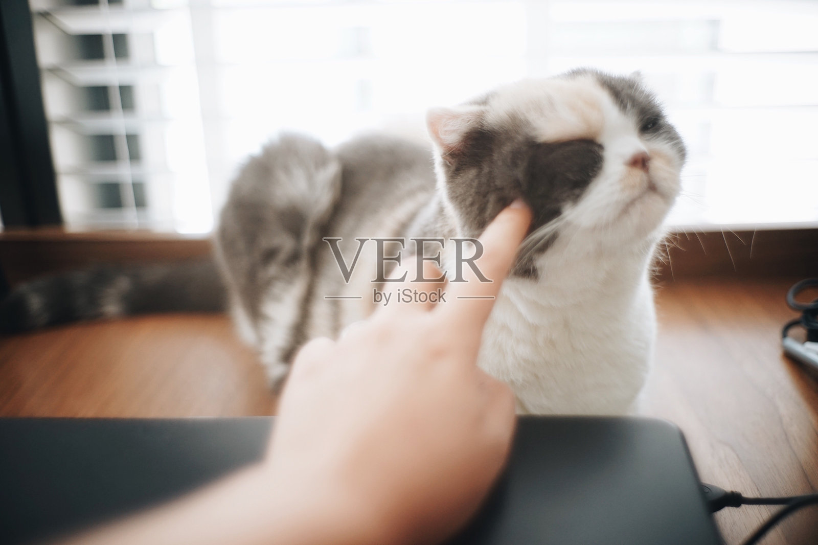 女人的手在桌子上抚摸猫咪照片摄影图片