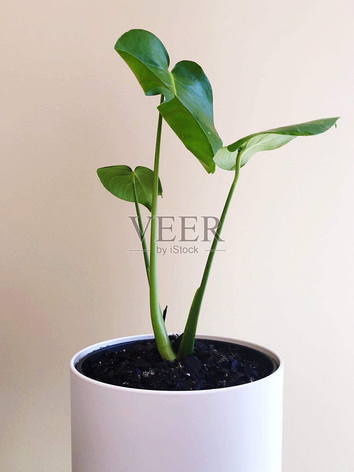 盆栽植物特写照片摄影图片