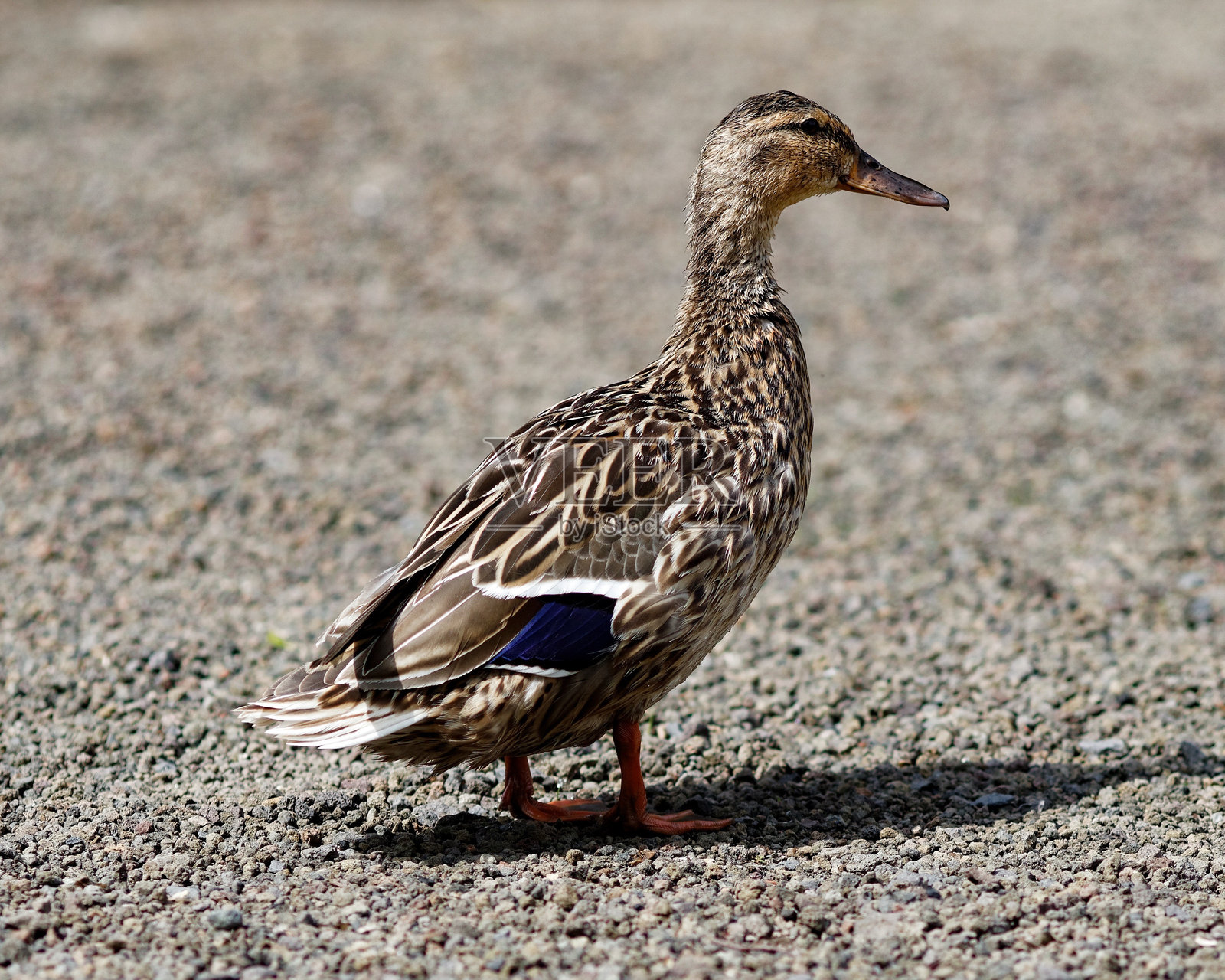 马尔德鸭在步道上照片摄影图片