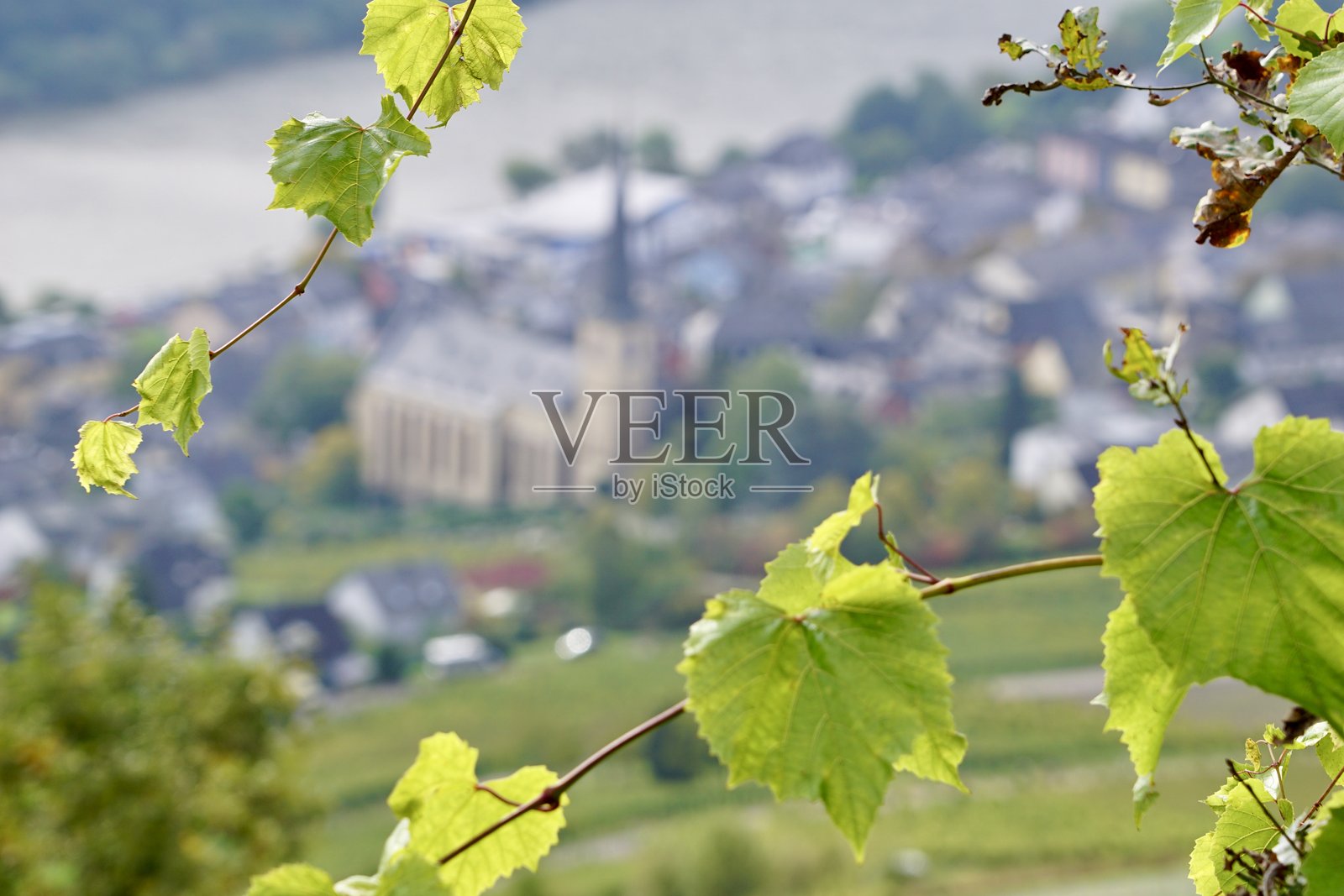 德国城市克罗夫。秋天的摩泽尔谷。德国的主要葡萄园。摩泽尔河岸边的葡萄园。照片摄影图片