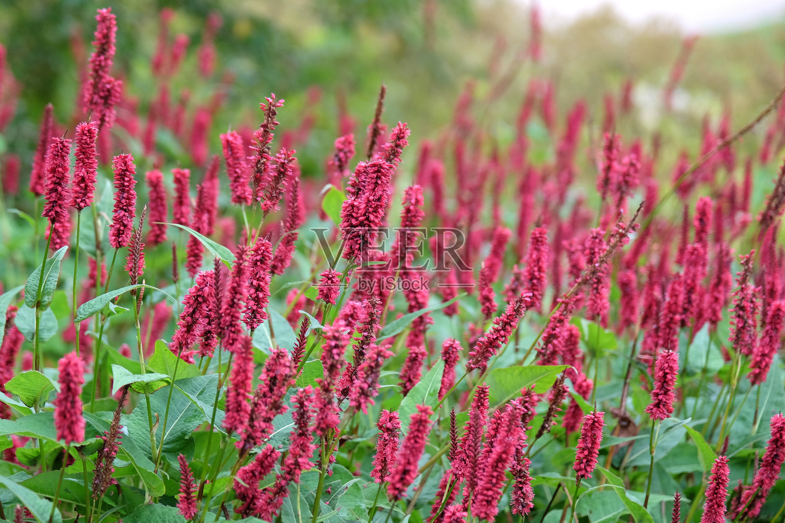 红色的弯曲根草(Bistorta amplexicaulis Blackfield)开花。照片摄影图片