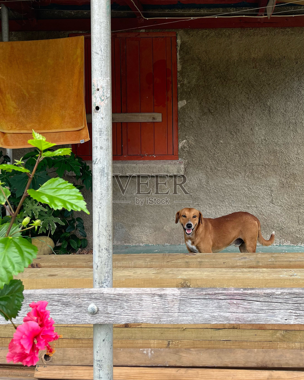 斐济奥诺岛的斐济村庄里的狗照片摄影图片