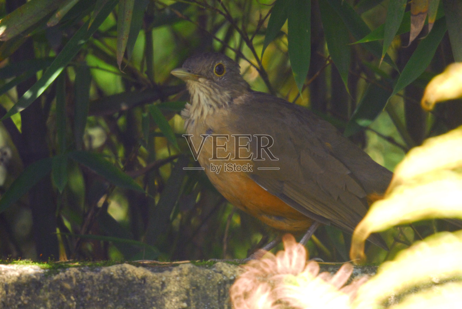 隐藏的鸟照片摄影图片