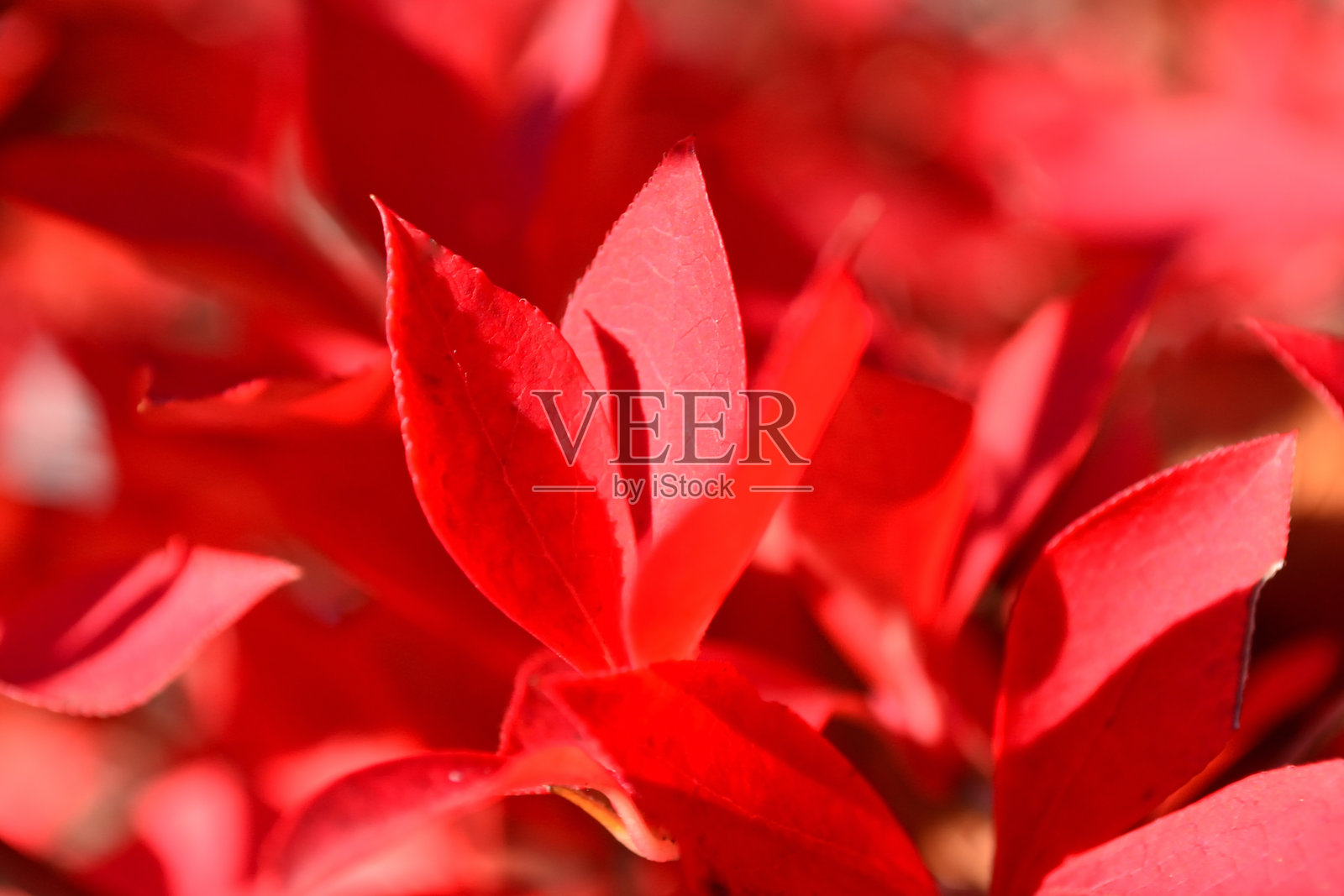 日本的火焰树照片摄影图片