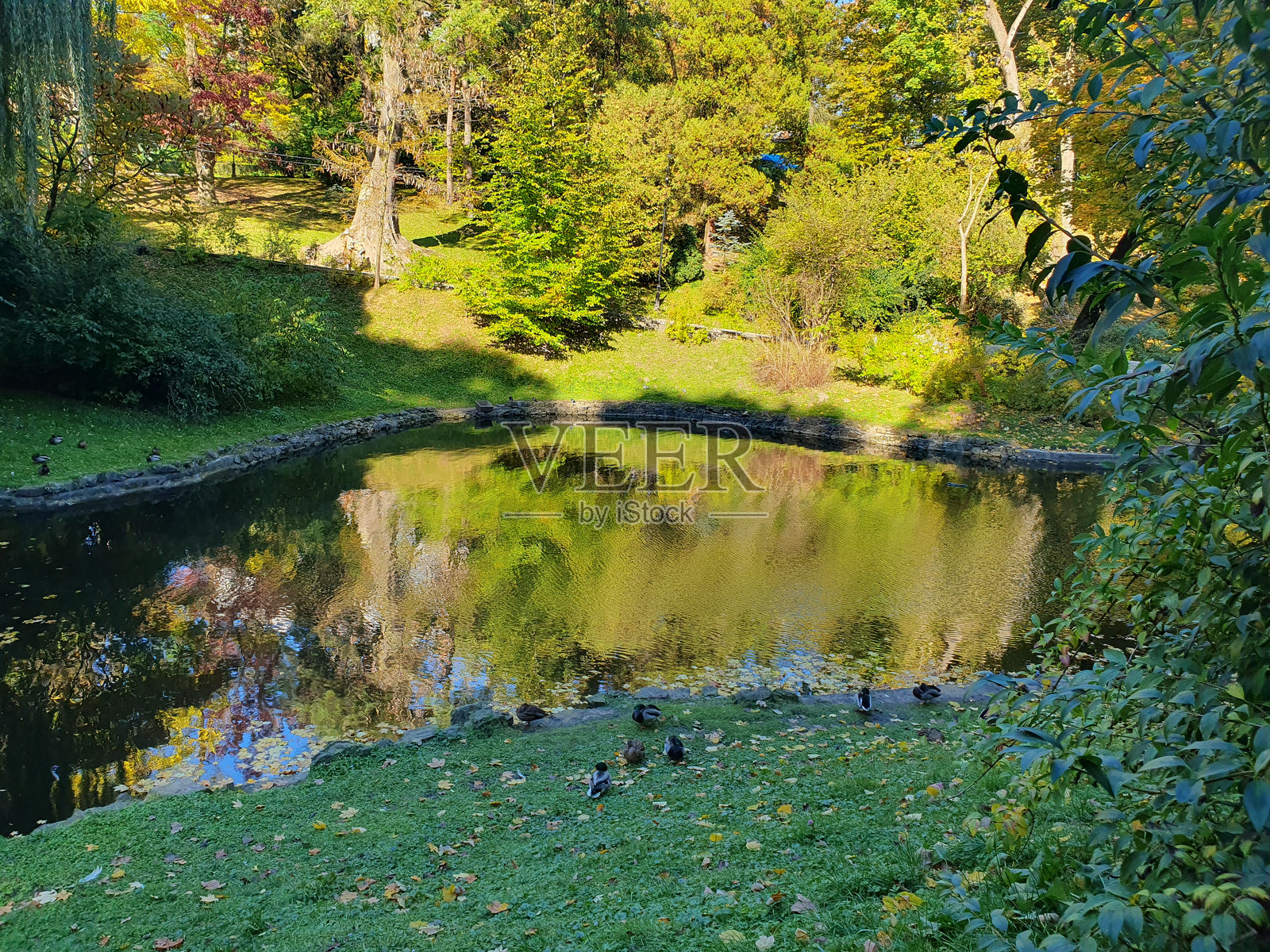 城市公园的秋季风景,湖面美丽,天鹅在湖中游泳,金色的秋天照片摄影图片