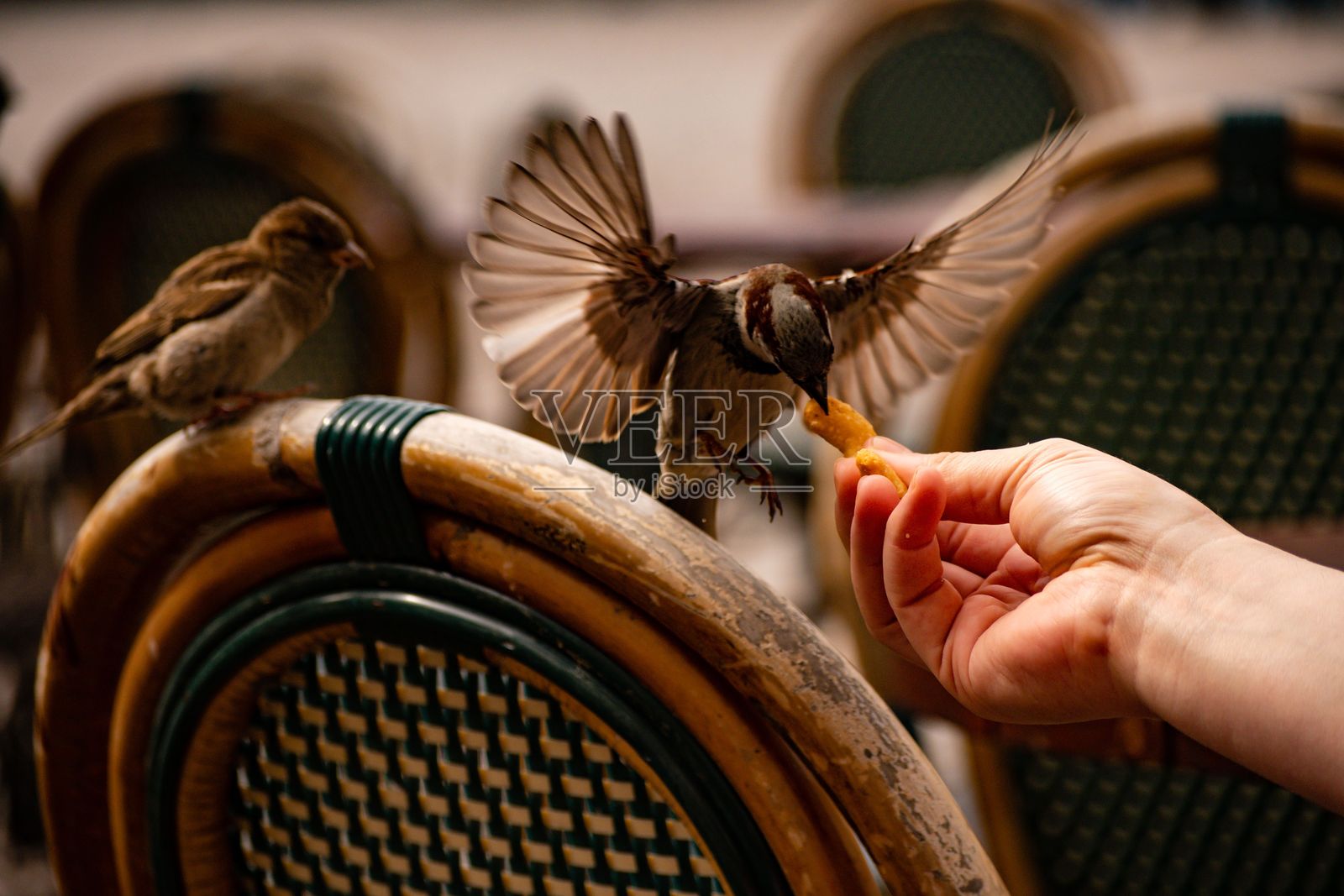 在户外咖啡馆喂食的麻雀照片摄影图片