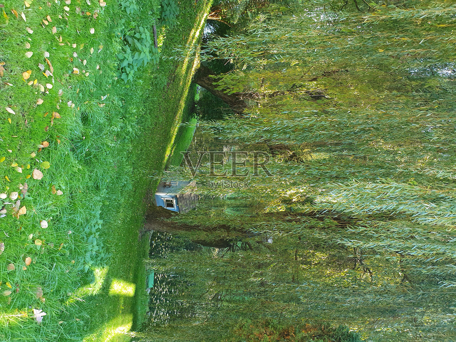 一棵美丽的绿色柳树在绿色的草地上生长,旁边有一座天鹅的房子。照片摄影图片